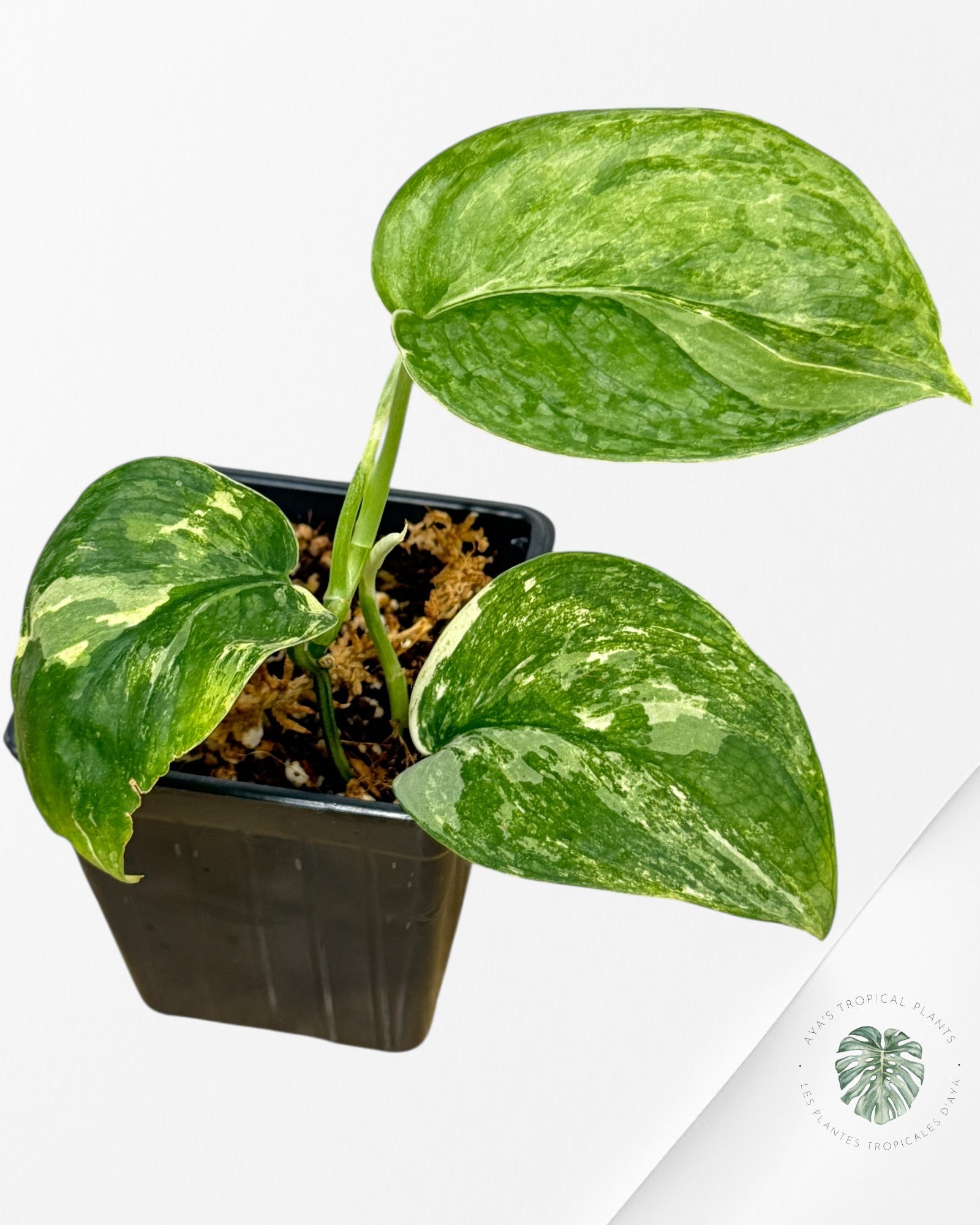 Scindapsus l