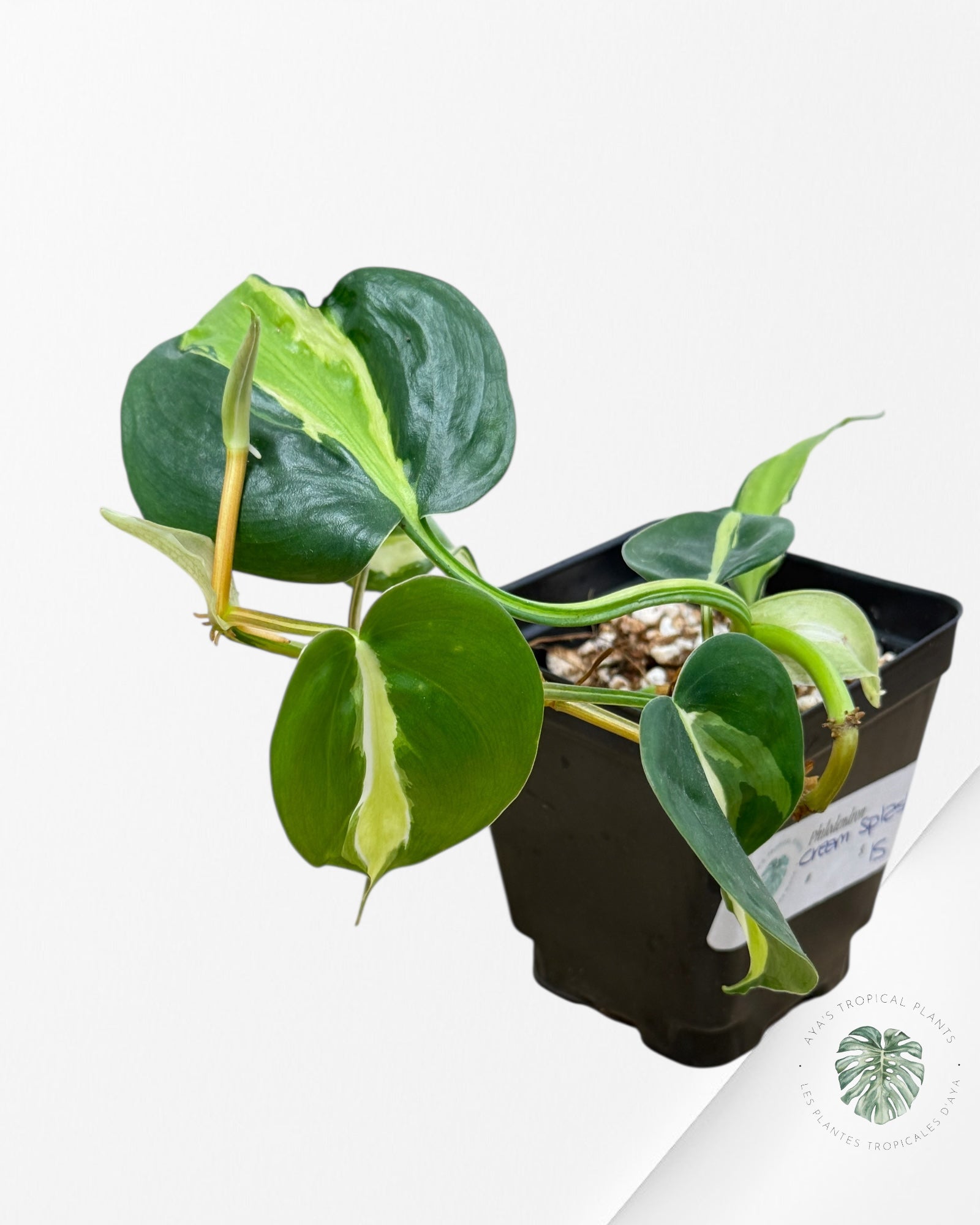 Philodendron hederaceum 'Cream Splash' - 200