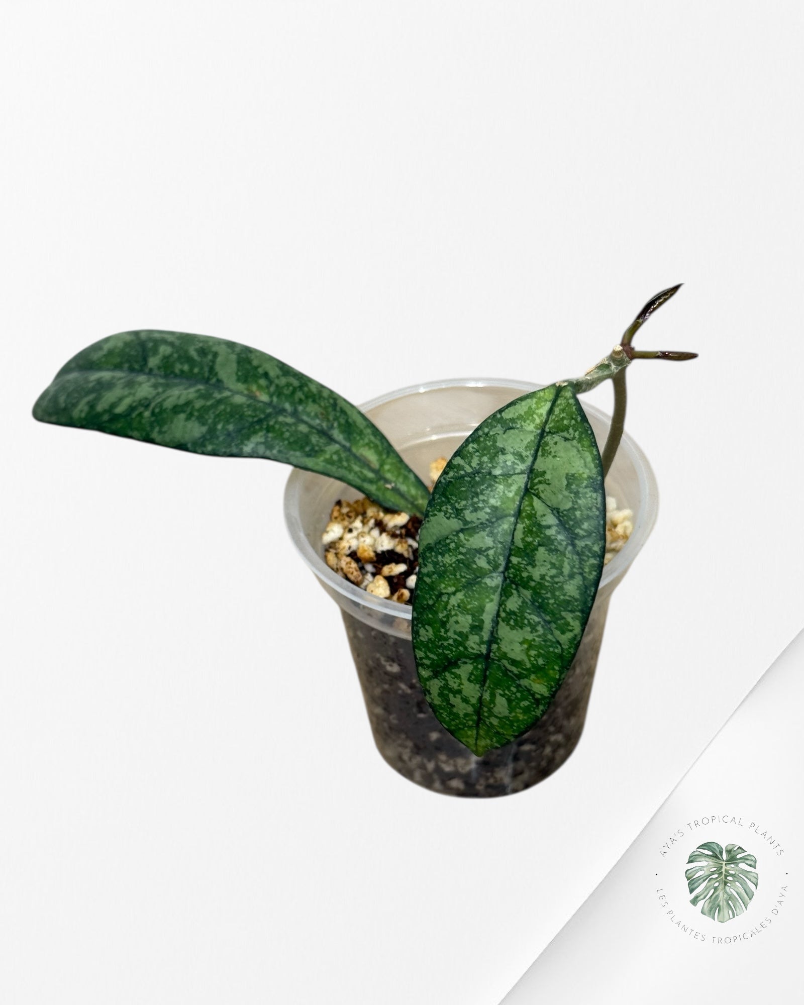 Hoya Crassipetiolata Super Splash
