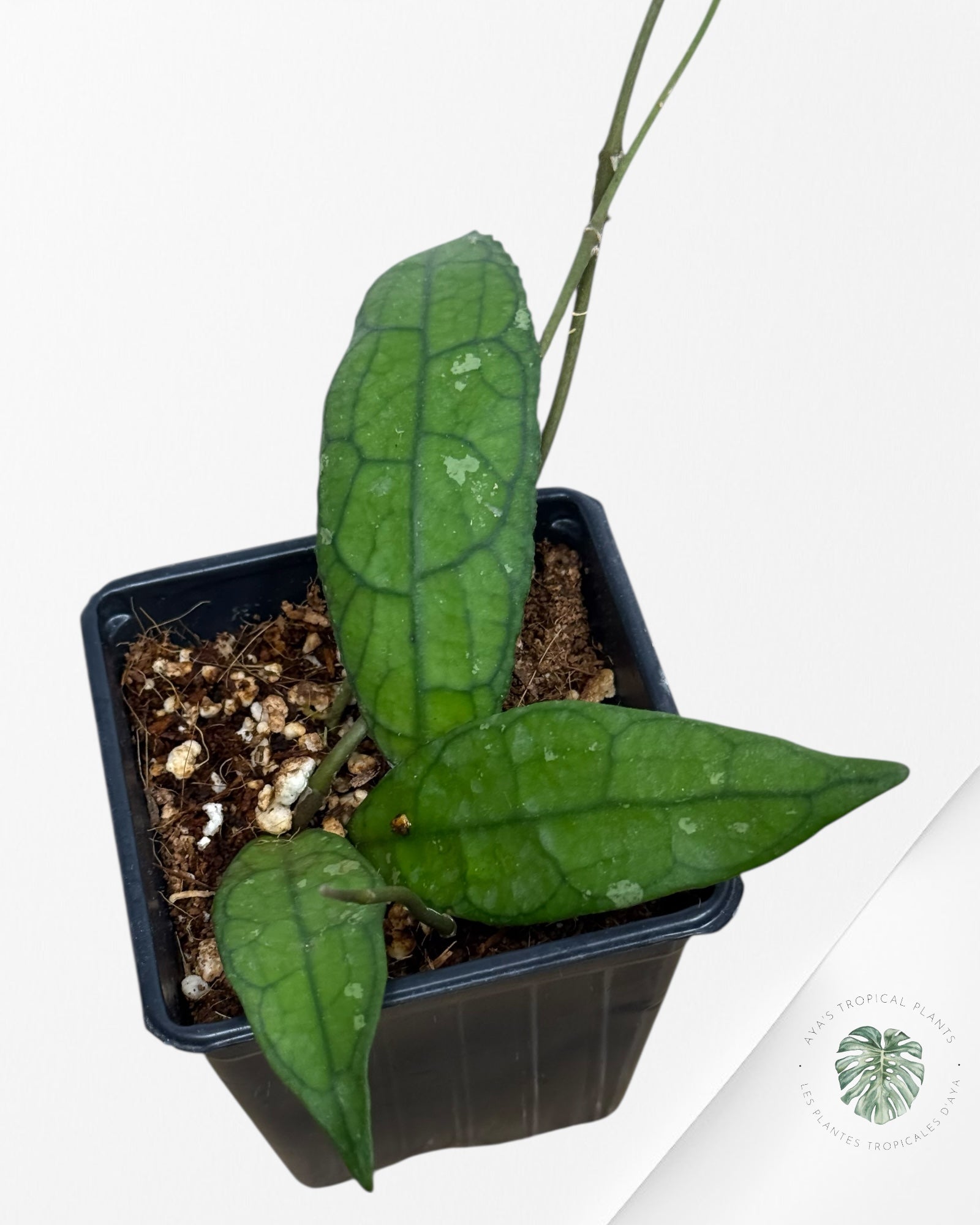 Hoya Clemensiorum - F3