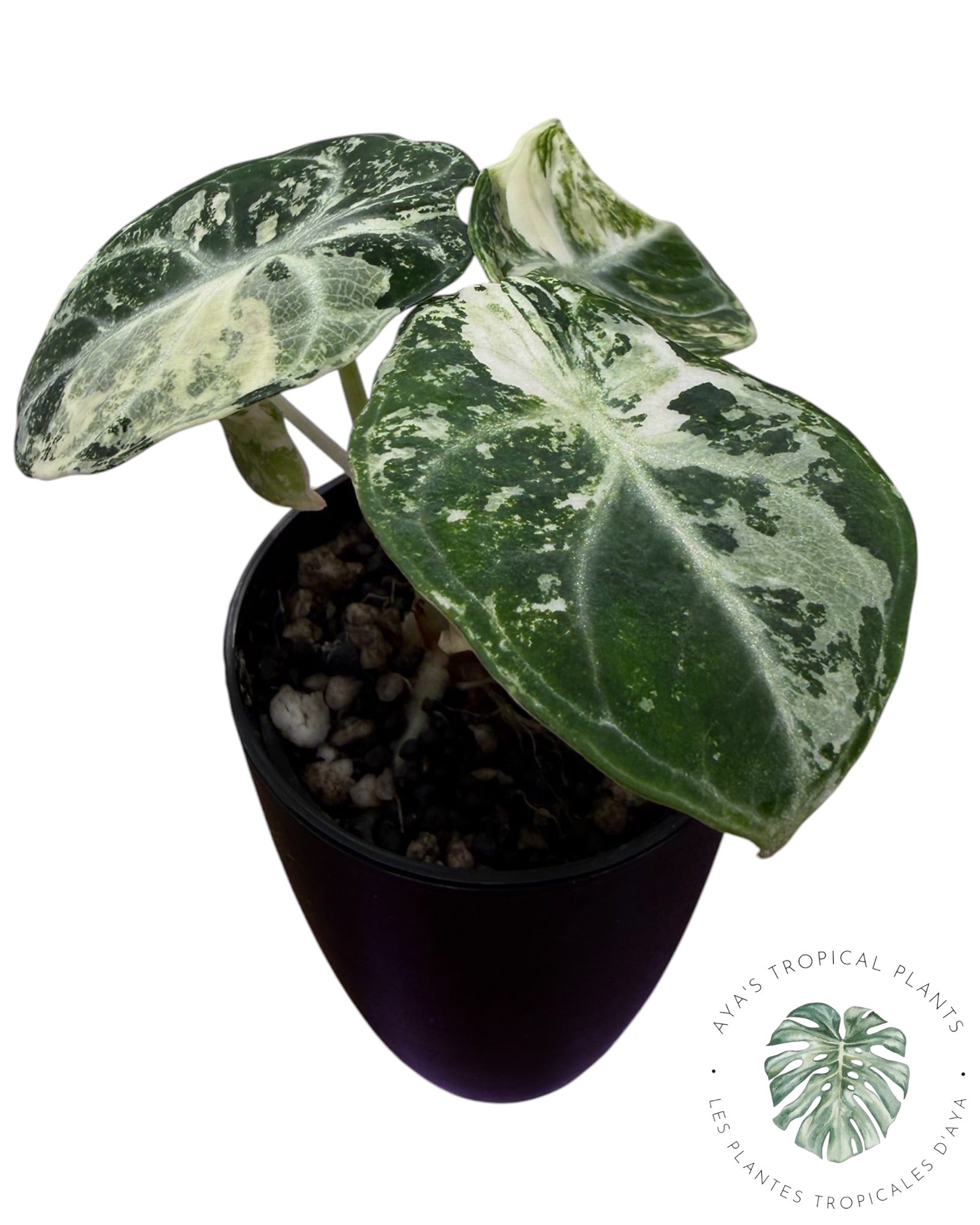 Alocasia Ninja Albo panaché