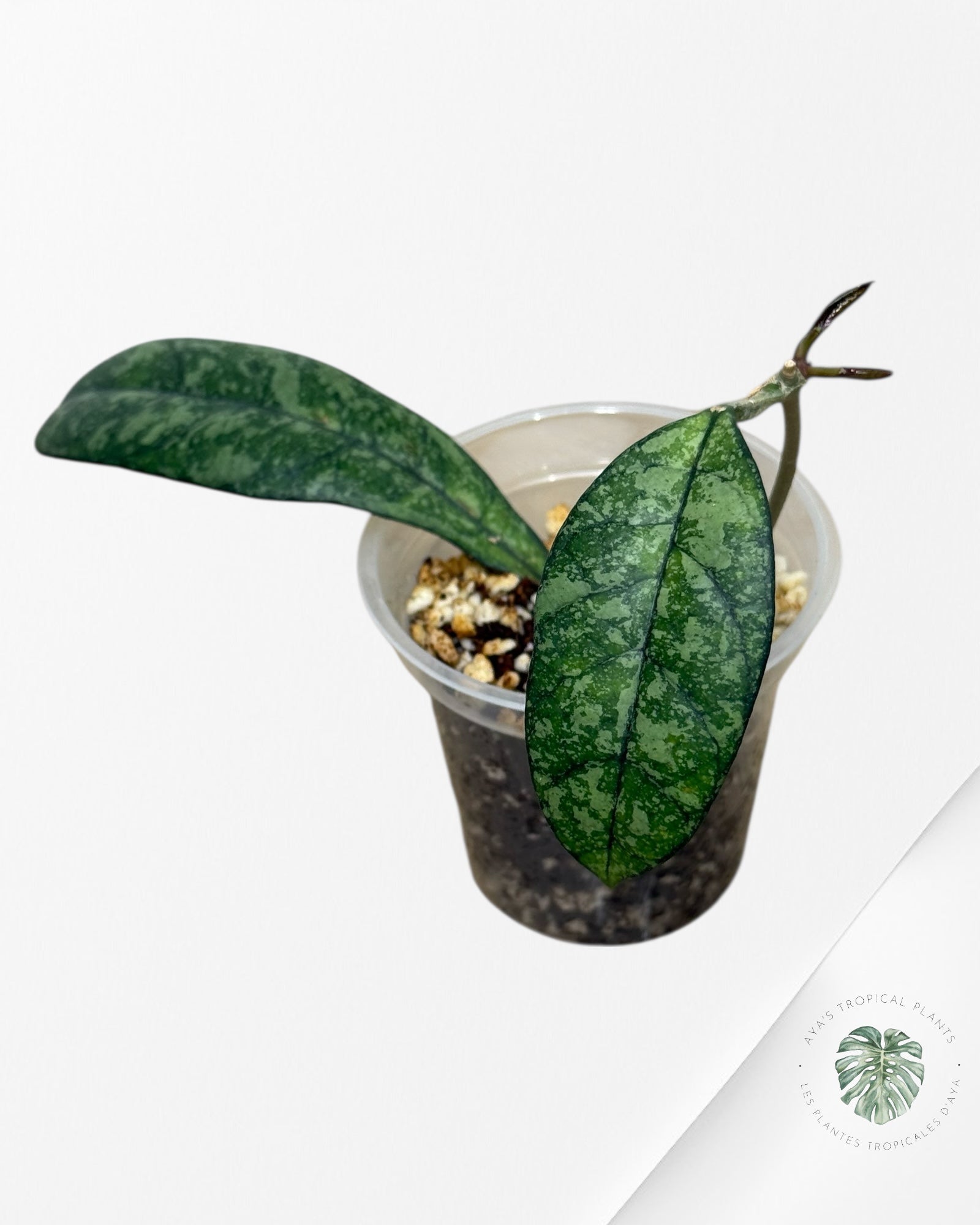 Hoya Crassipetiolata Super Splash