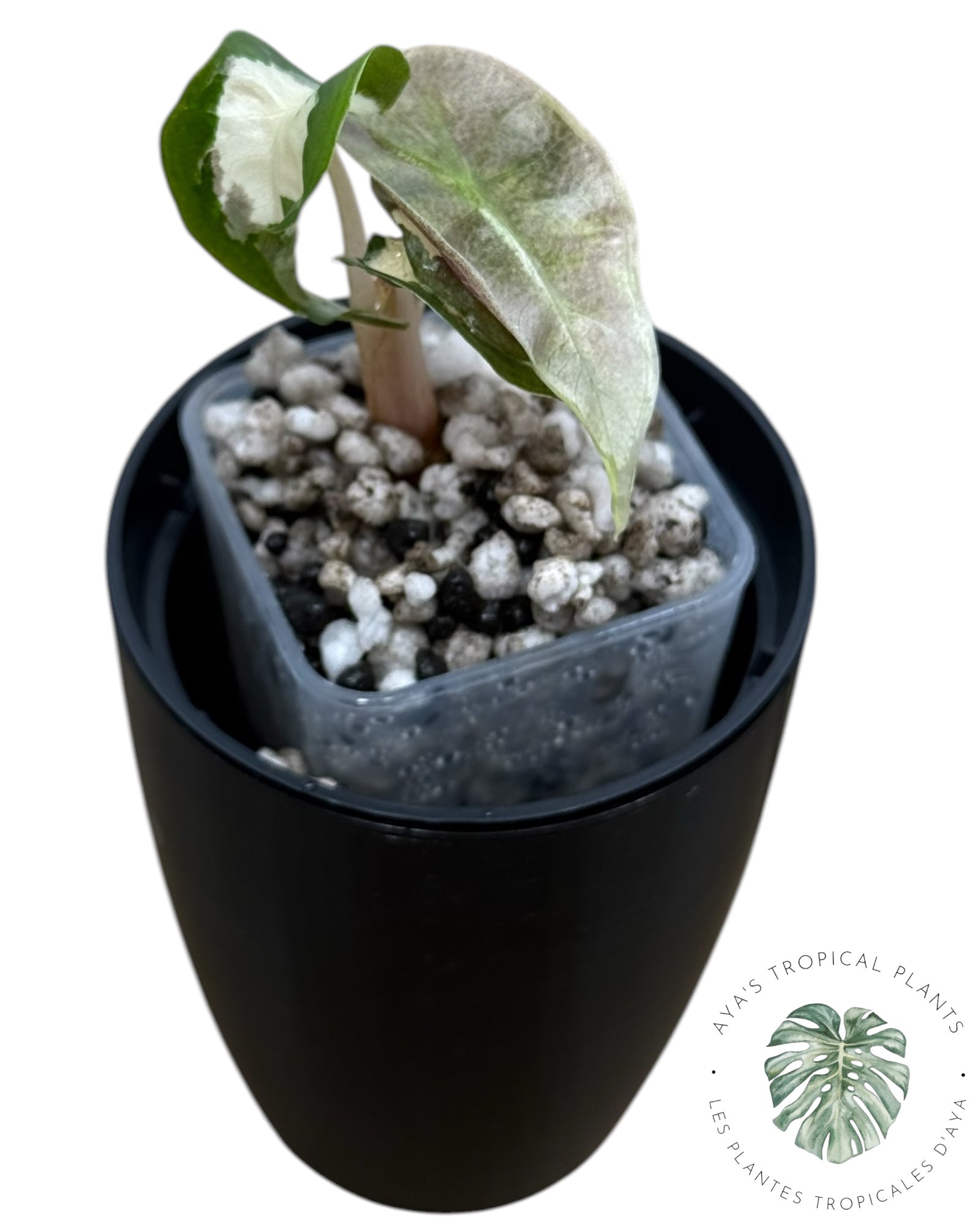 Alocasia Polly Lava Variegated