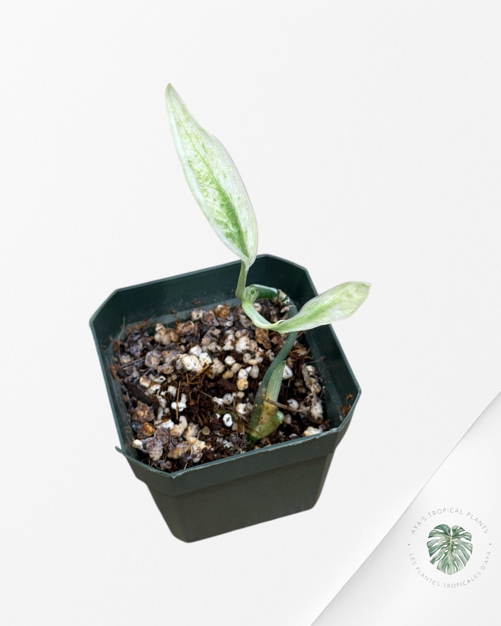 Scindapsus Lichemint - L2