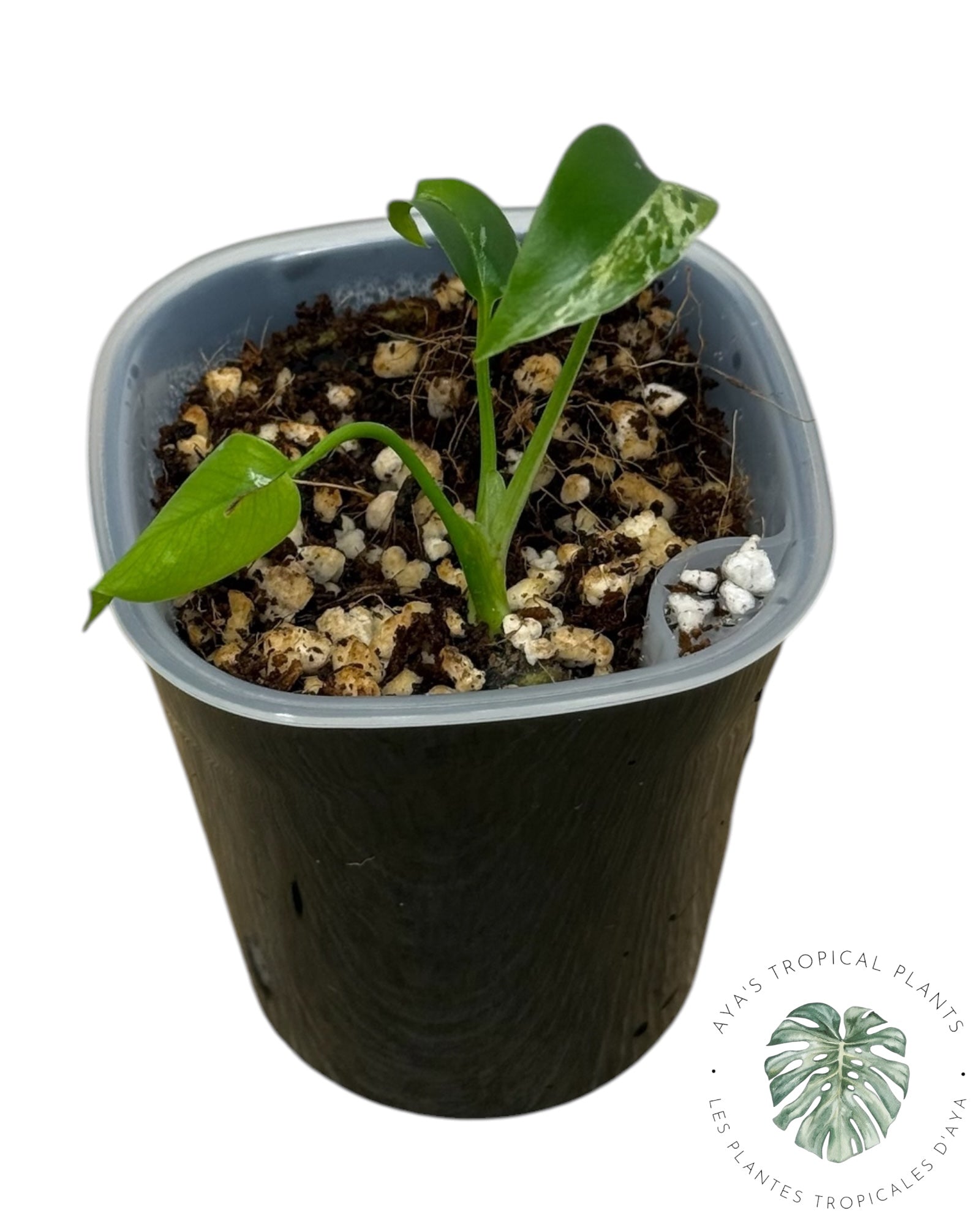 Monstera Deliciosa Bulbasaur