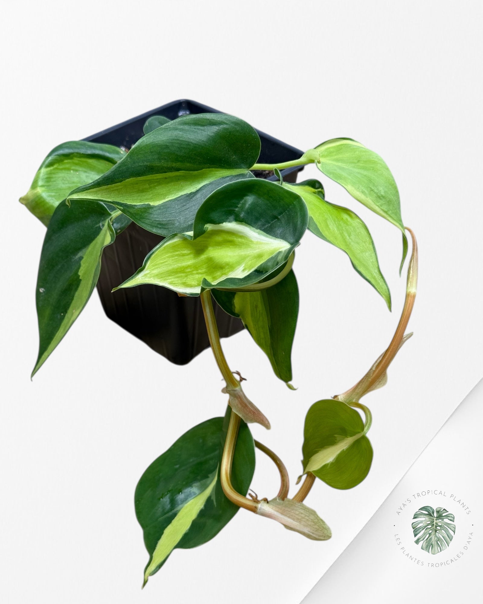 Philodendron hederaceum 'Cream Splash' - 300