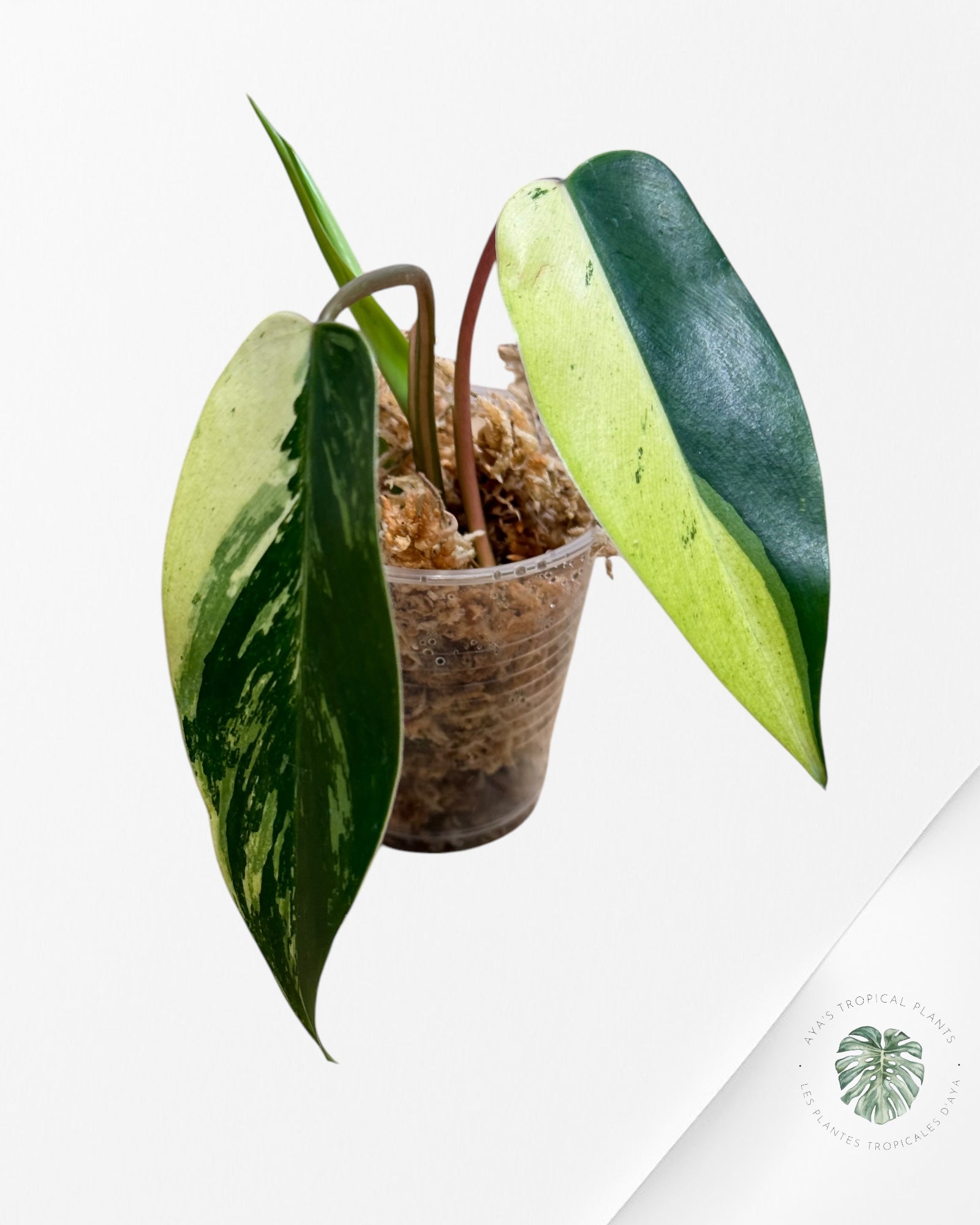 Philodendron Temptation Panaché -02