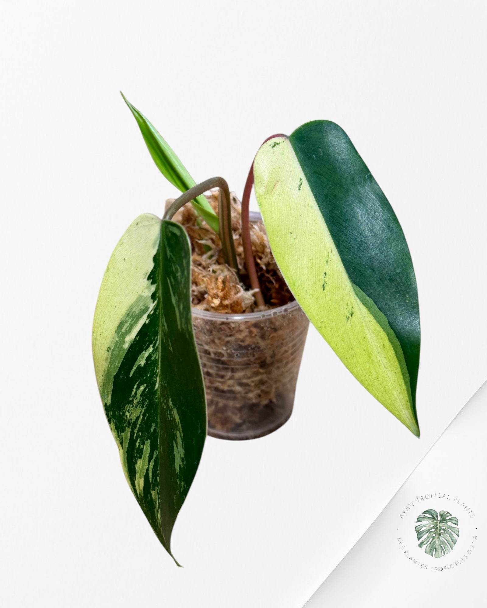 Philodendron Temptation Panaché -02