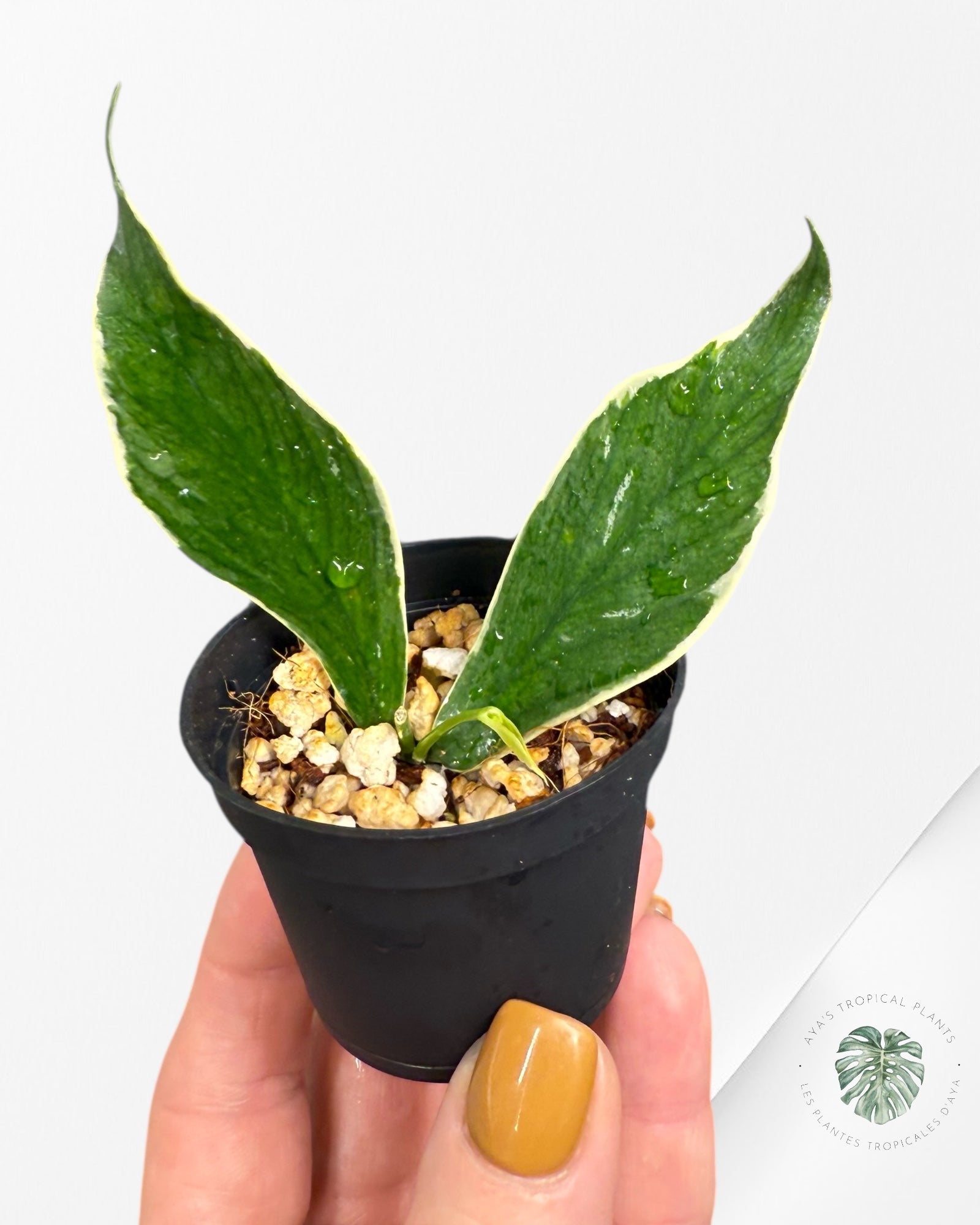 Hoya Polyneura Albo Variegated -400