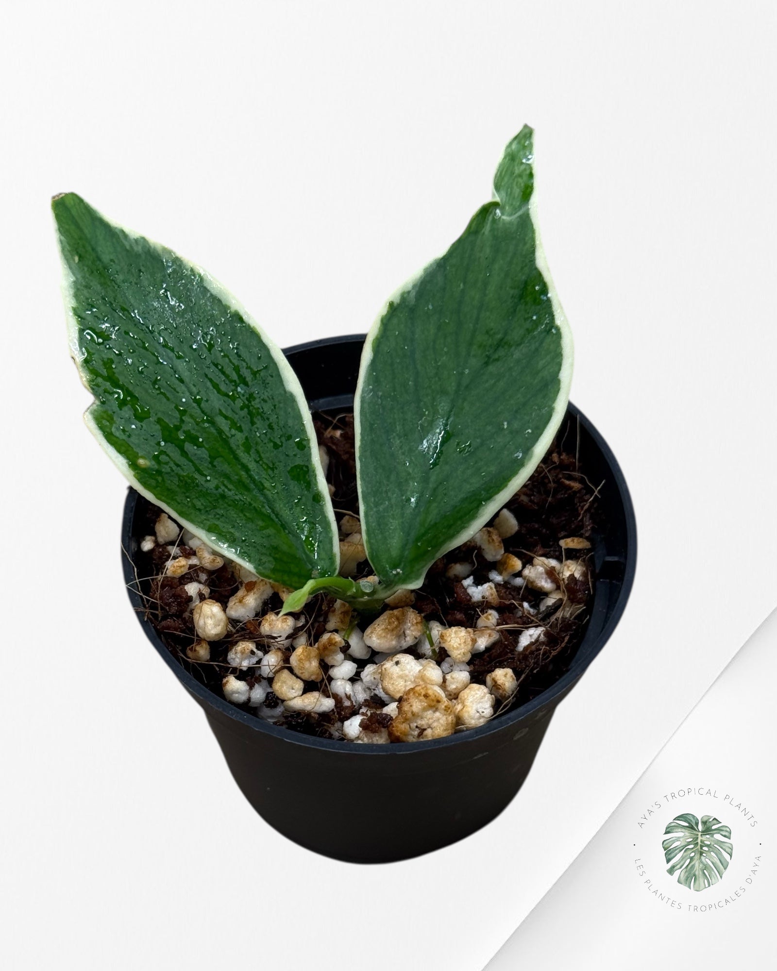 Hoya Polyneura Albo Variegated -500
