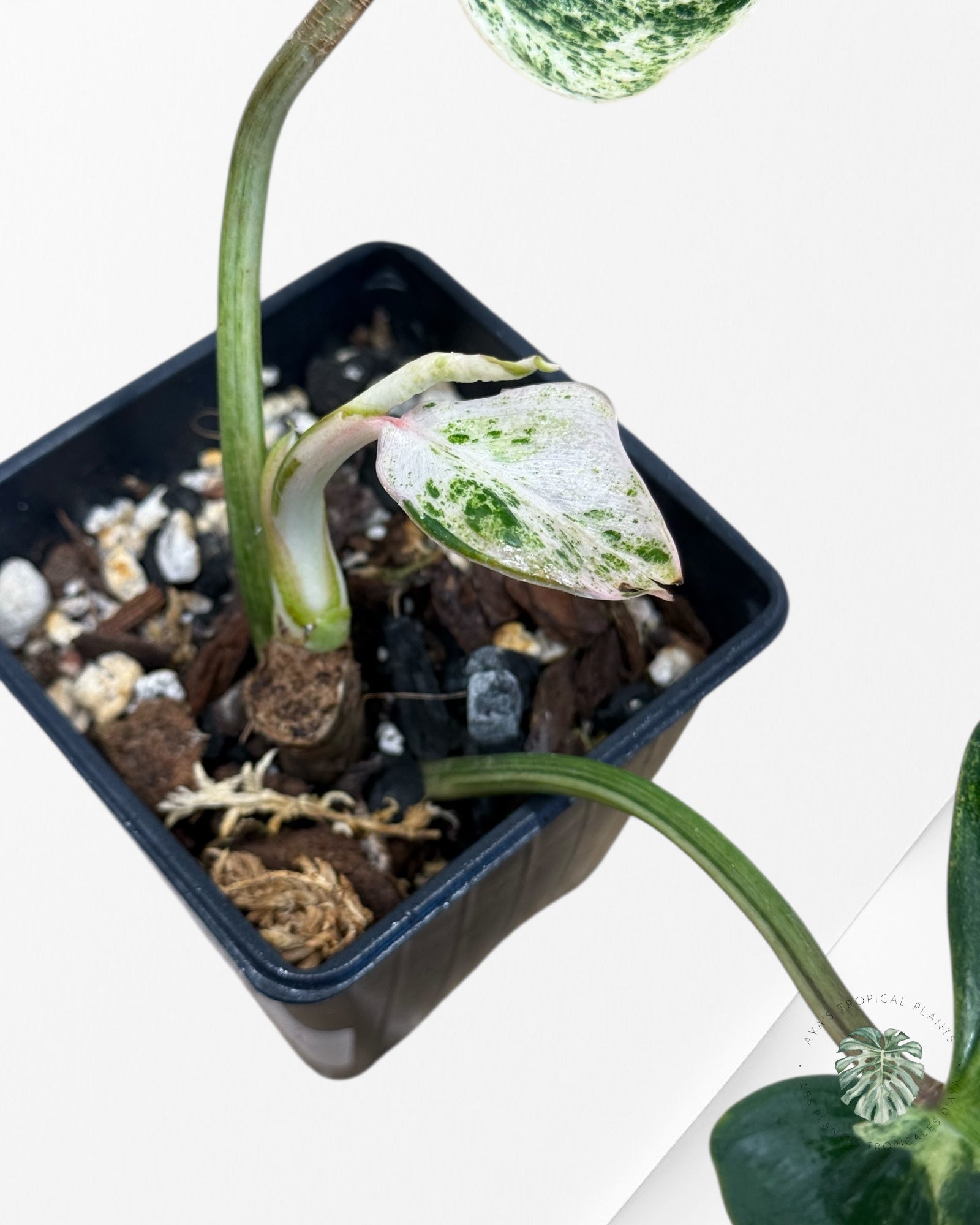 Philodendron Emerald Ice - 1