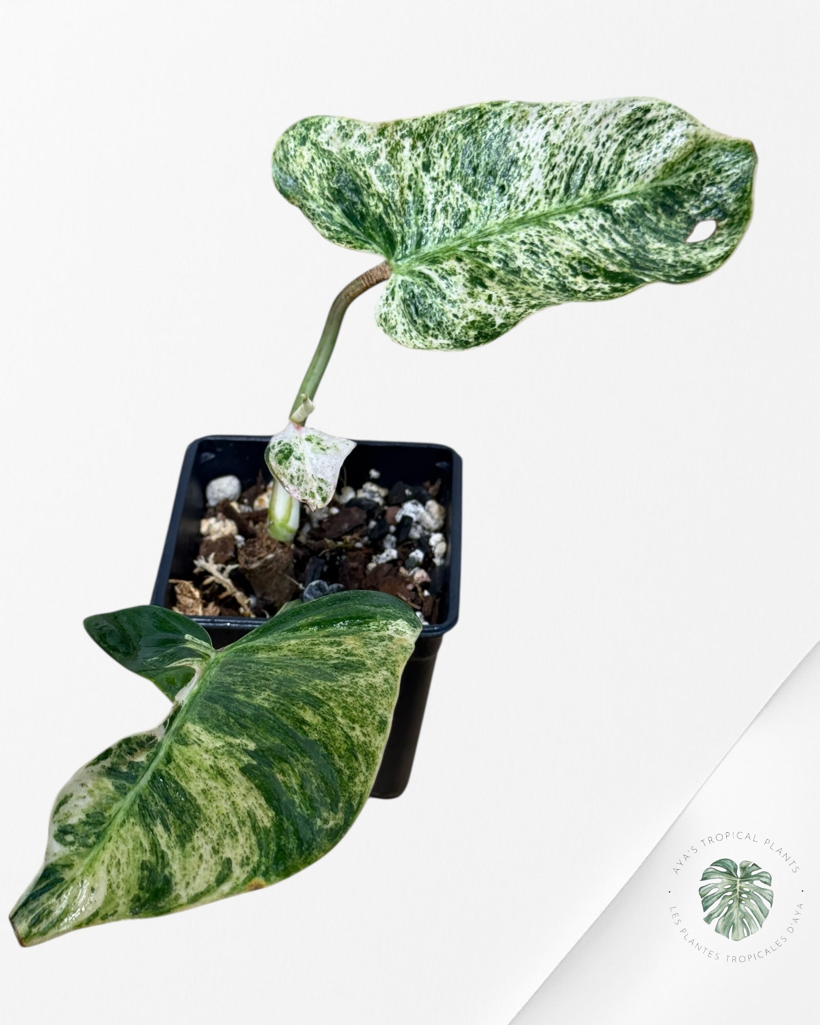 Philodendron Emerald Ice - 1