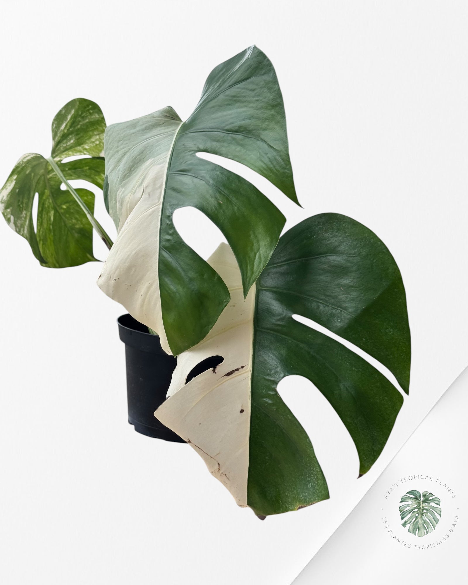 Monstera  Borsigiana Albo - OC300