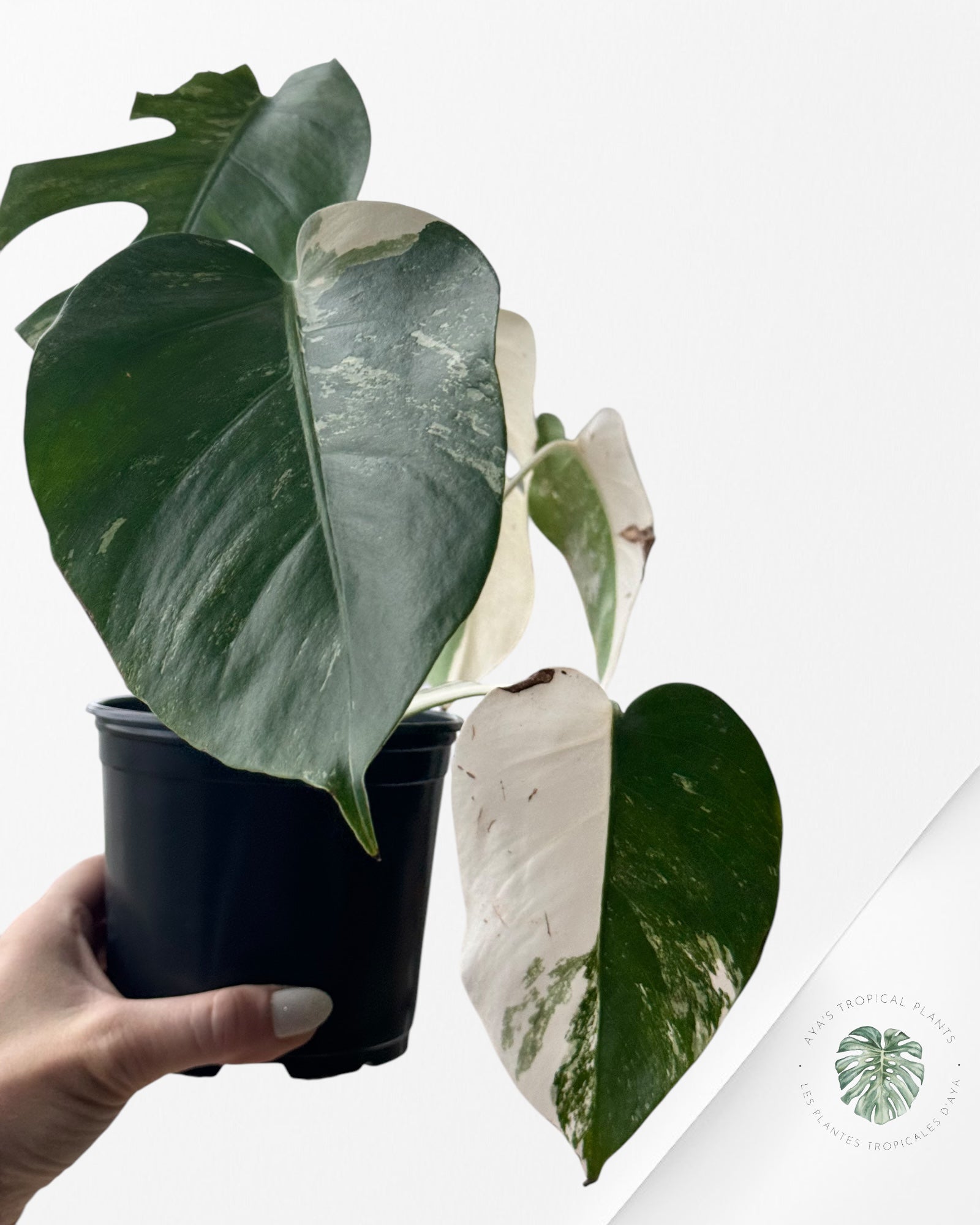 Monstera  Borsigiana Albo - OC30