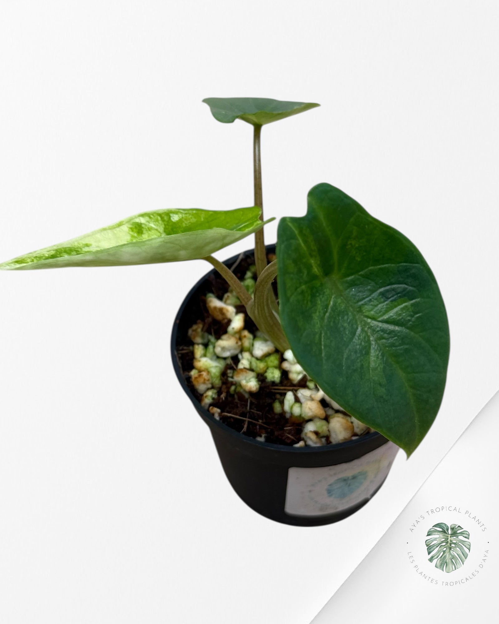Alocasia Scalprum Albo Variegated - P41