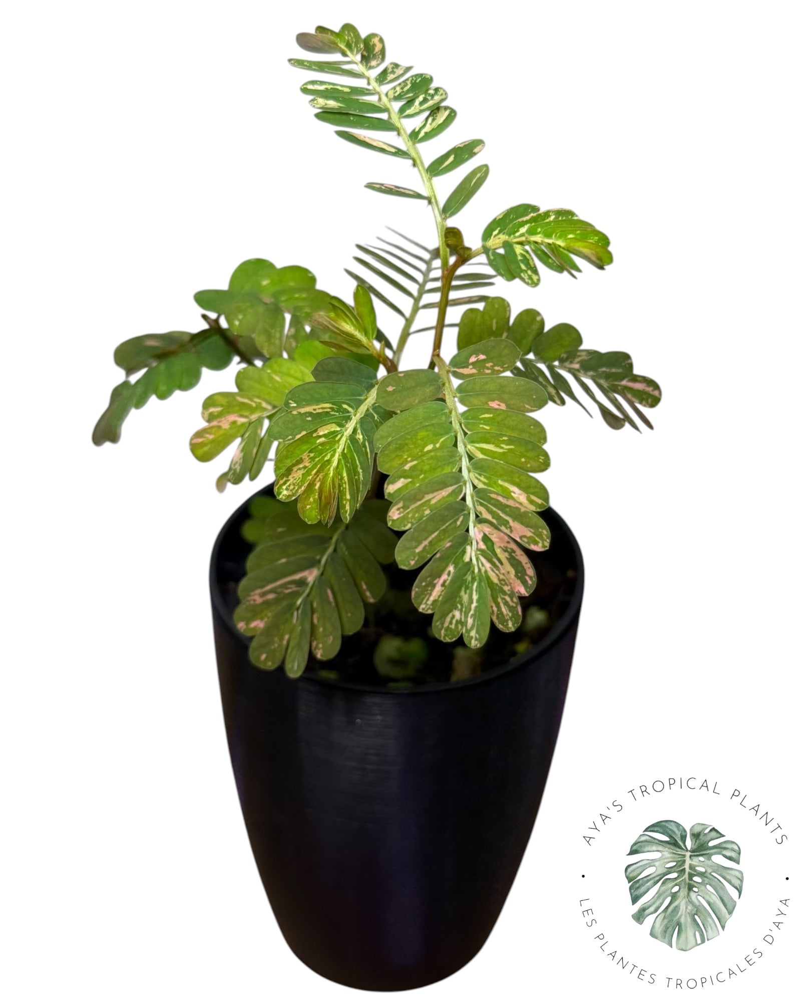 Phyllanthus urinaria 'Pink Variegated