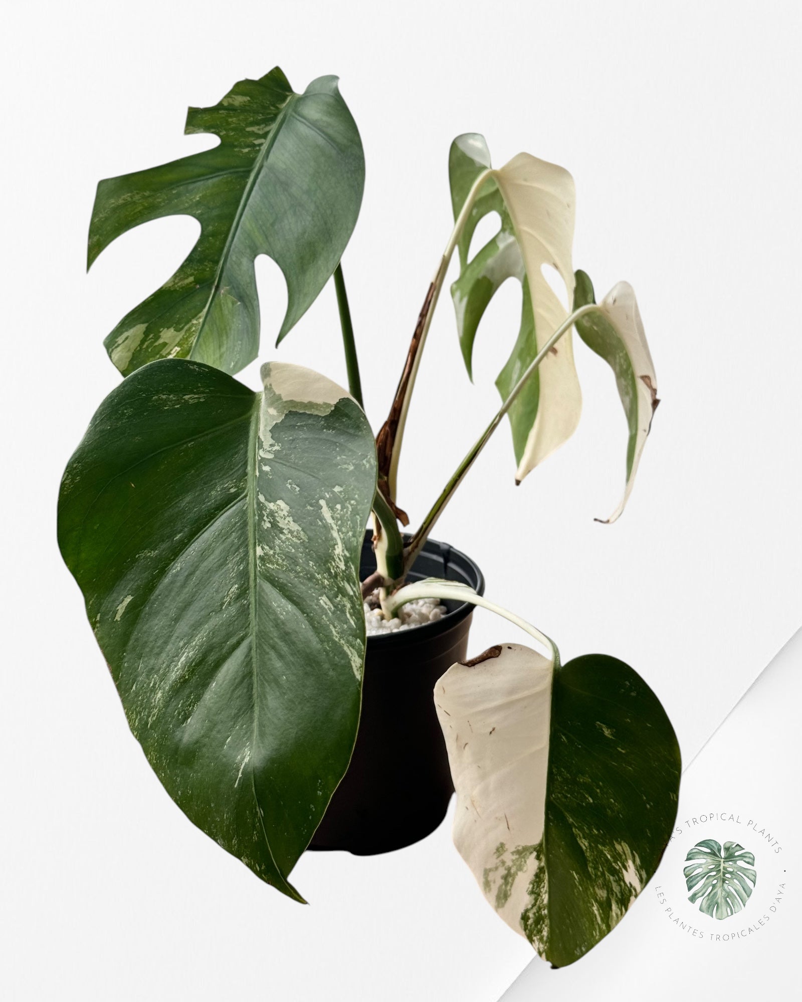 Monstera  Borsigiana Albo - OC30