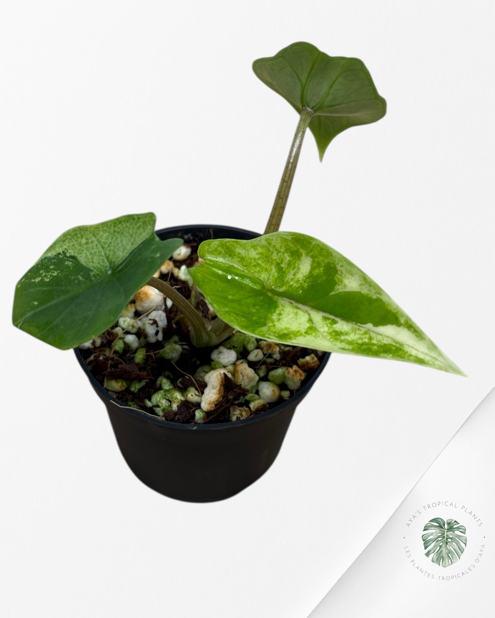 Alocasia Scalprum Albo Variegated - P41