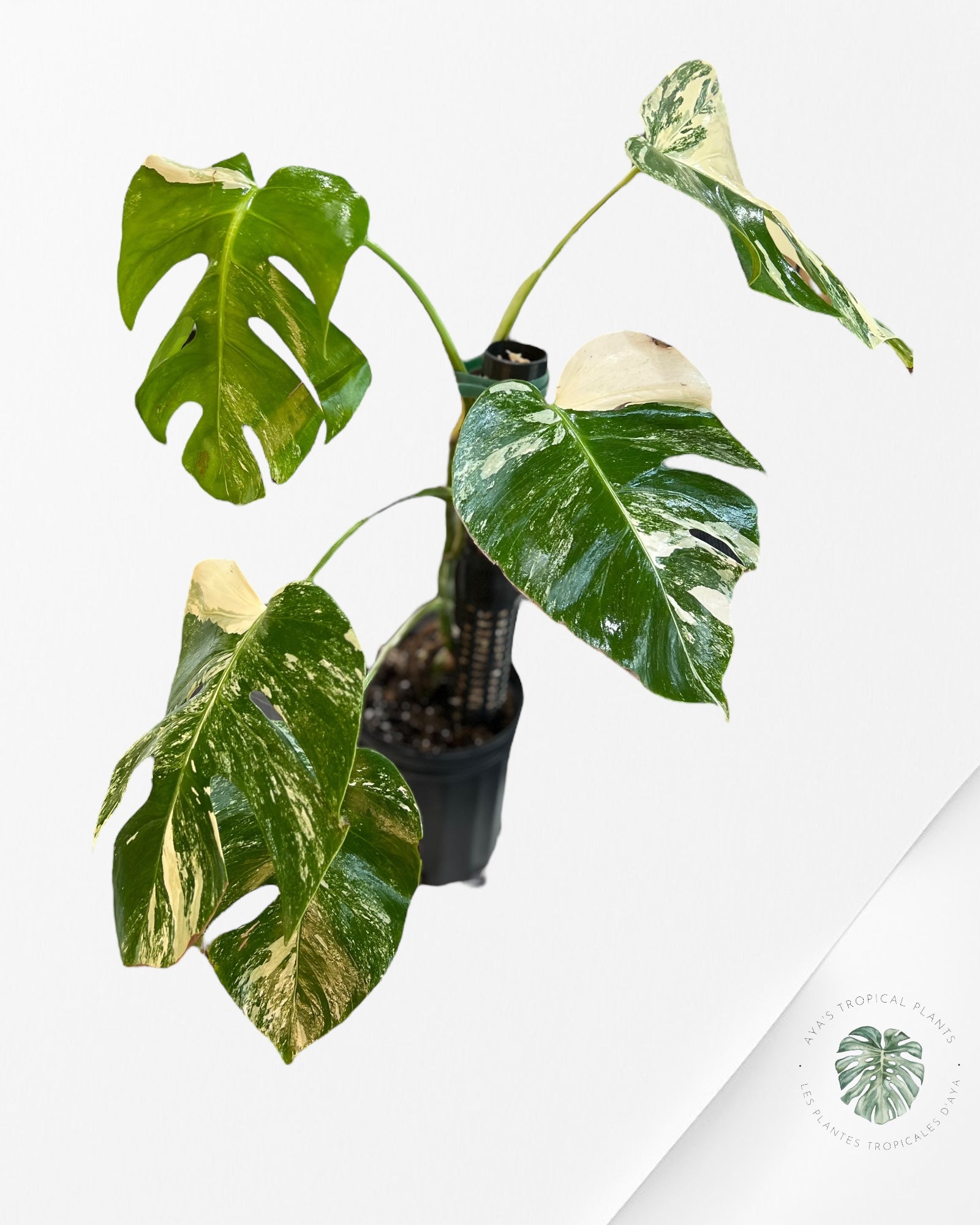 Monstera  Borsigiana Albo -MBA20