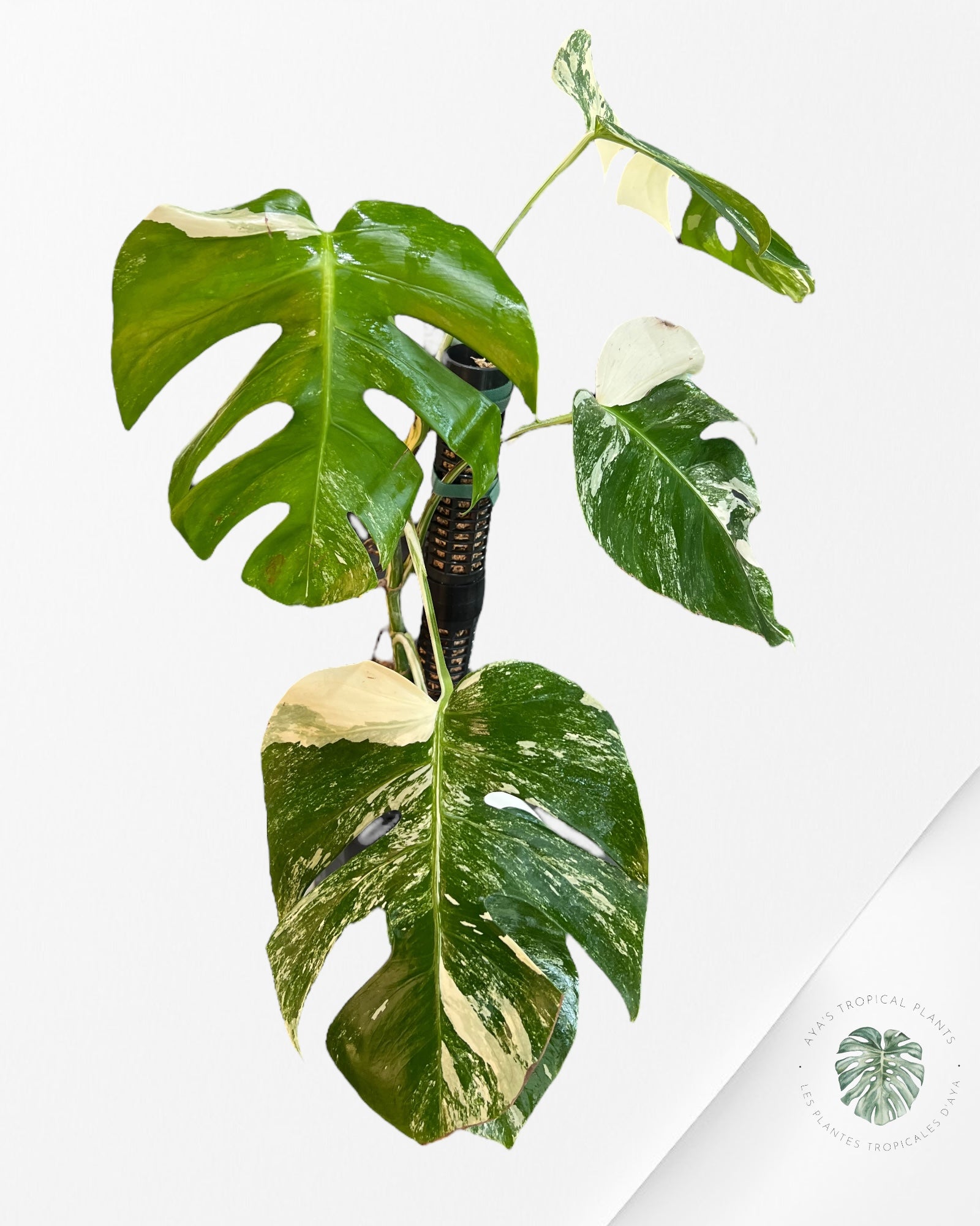 Monstera  Borsigiana Albo -MBA20