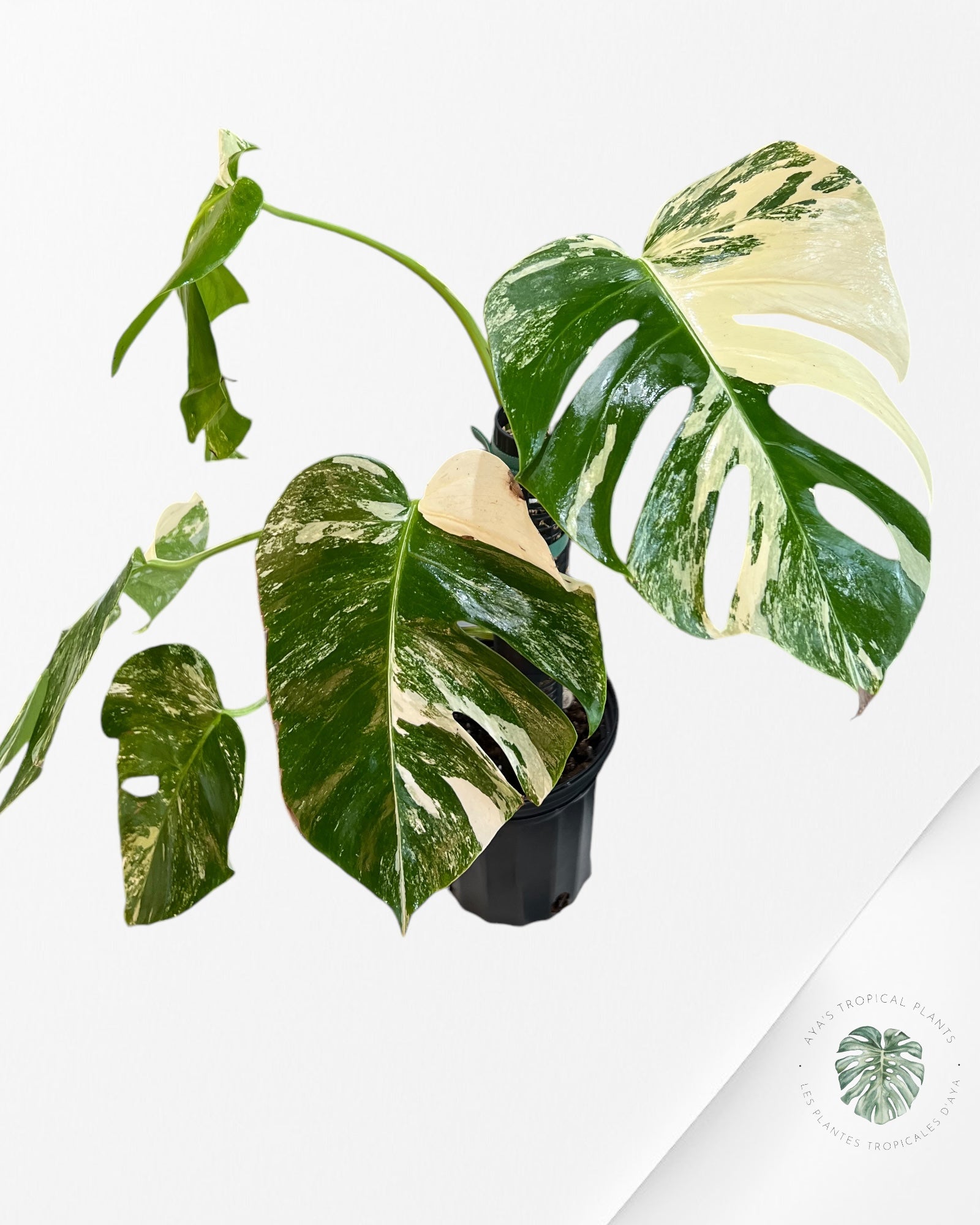 Monstera  Borsigiana Albo -MBA20