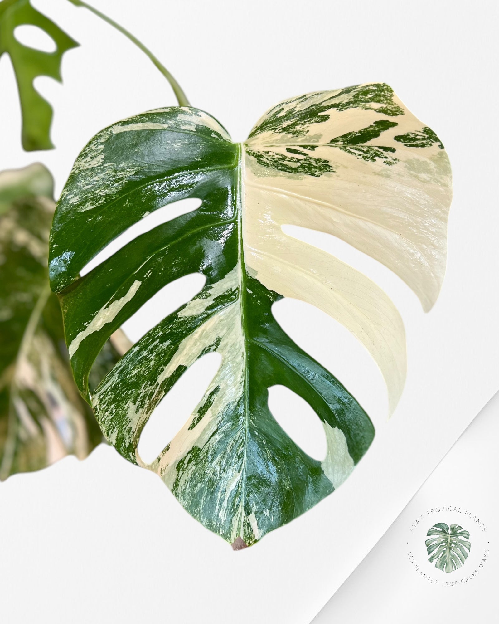 Monstera  Borsigiana Albo -MBA20