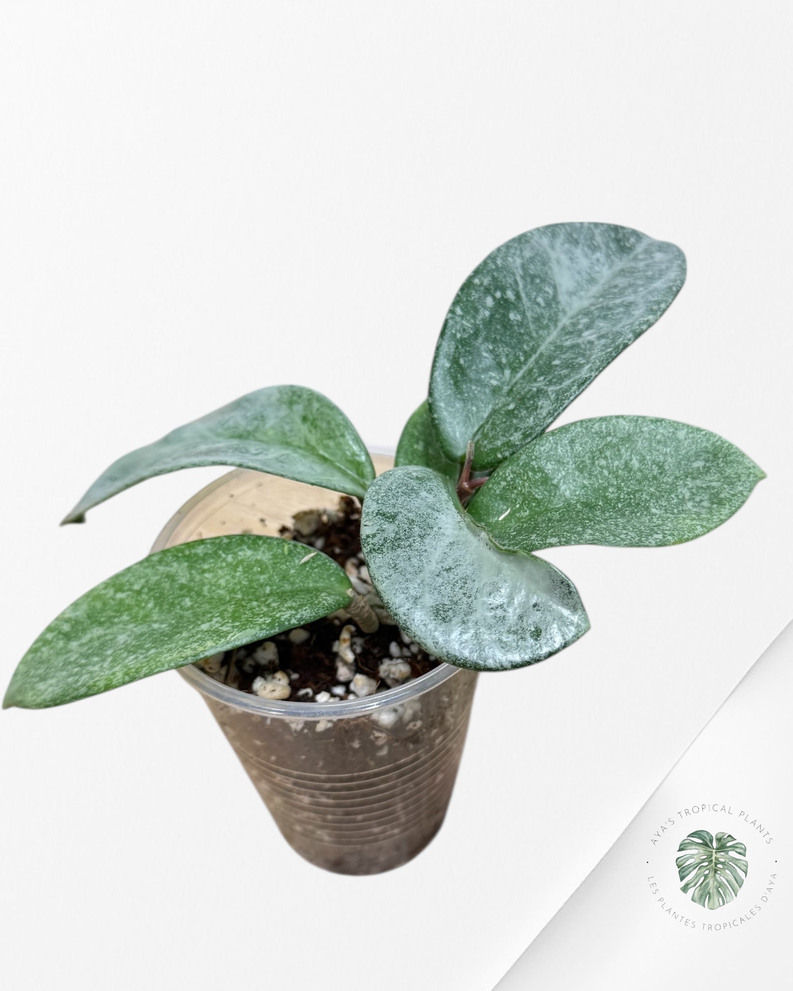 Hoya 'Nova Ghost'