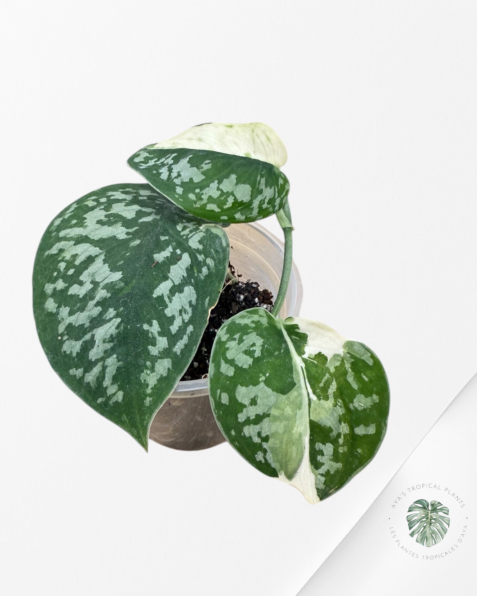 Scindapsus Simbara Variegated - 610