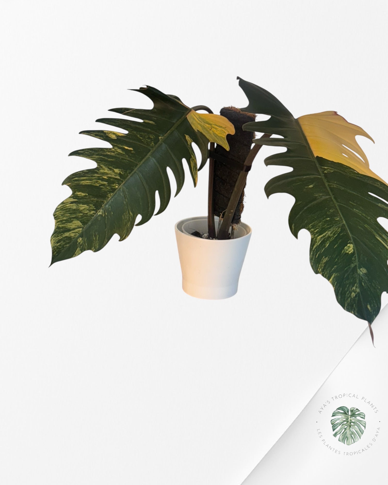 Philodendron Caramel Marble - PU