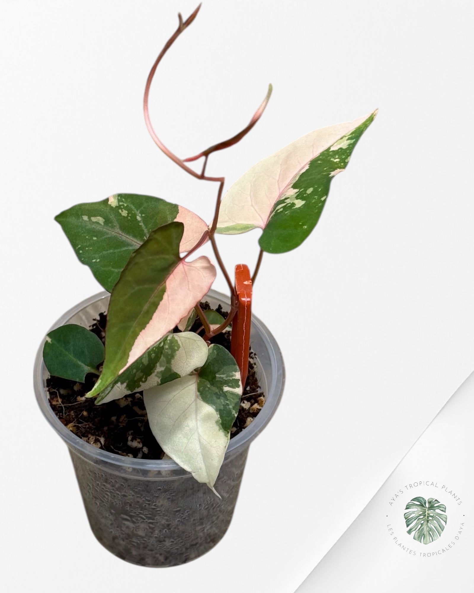 Fallopia multiflora Variegated - 24I