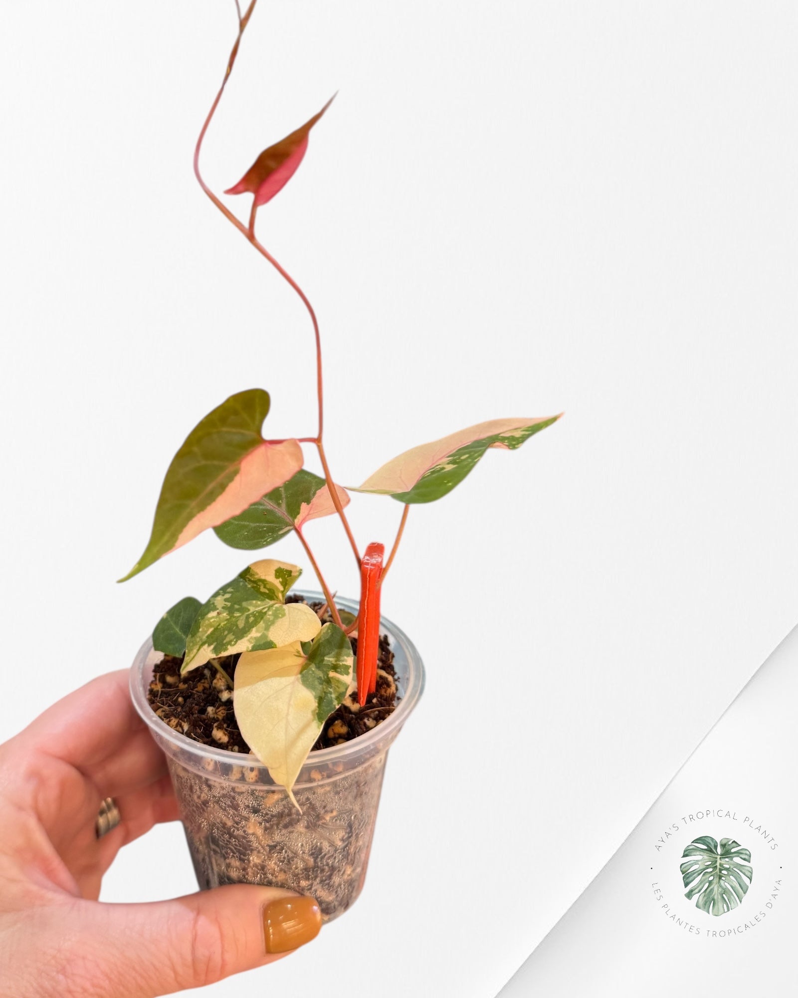 Fallopia multiflora Variegated - 24I