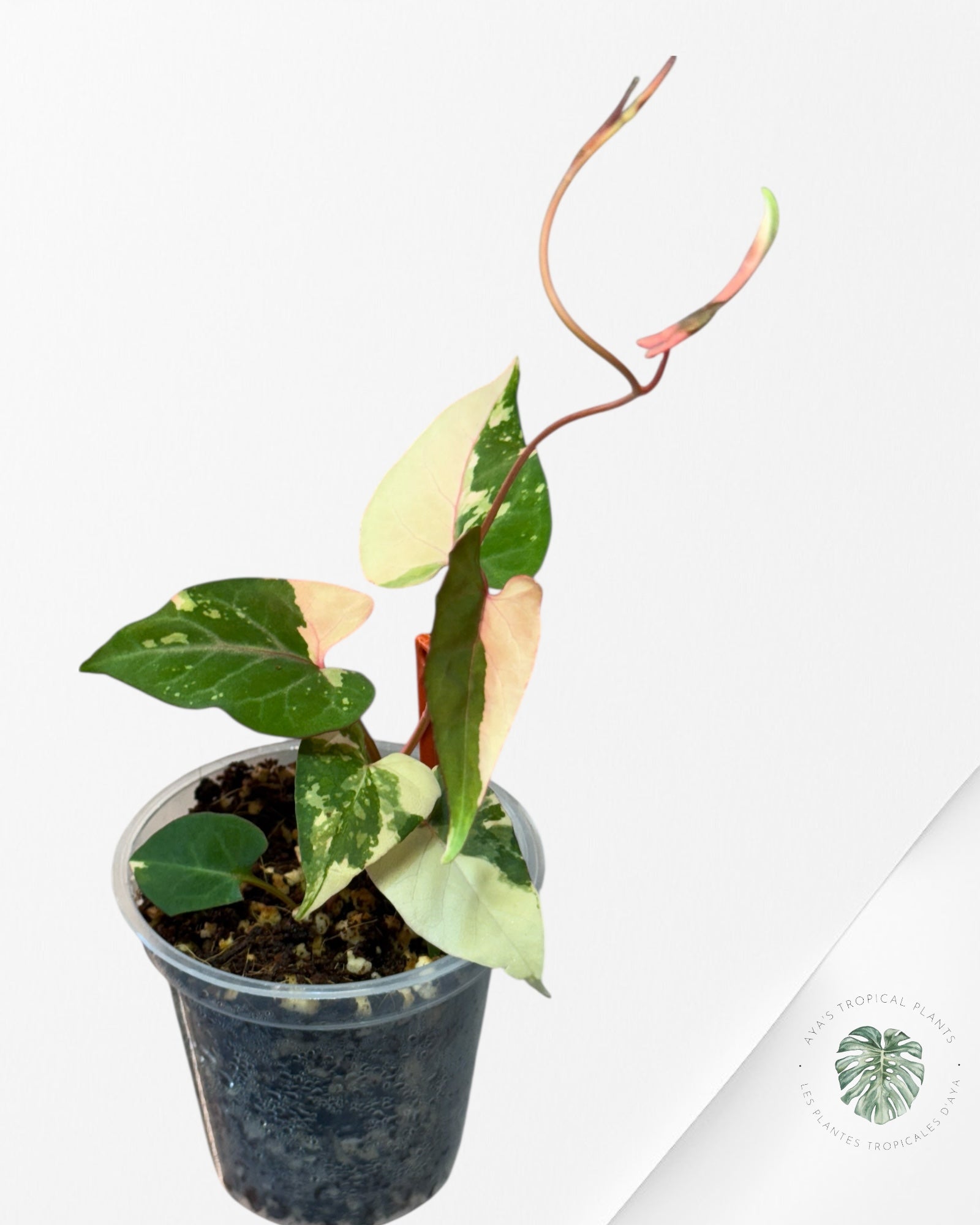 Fallopia multiflora Variegated - 24I