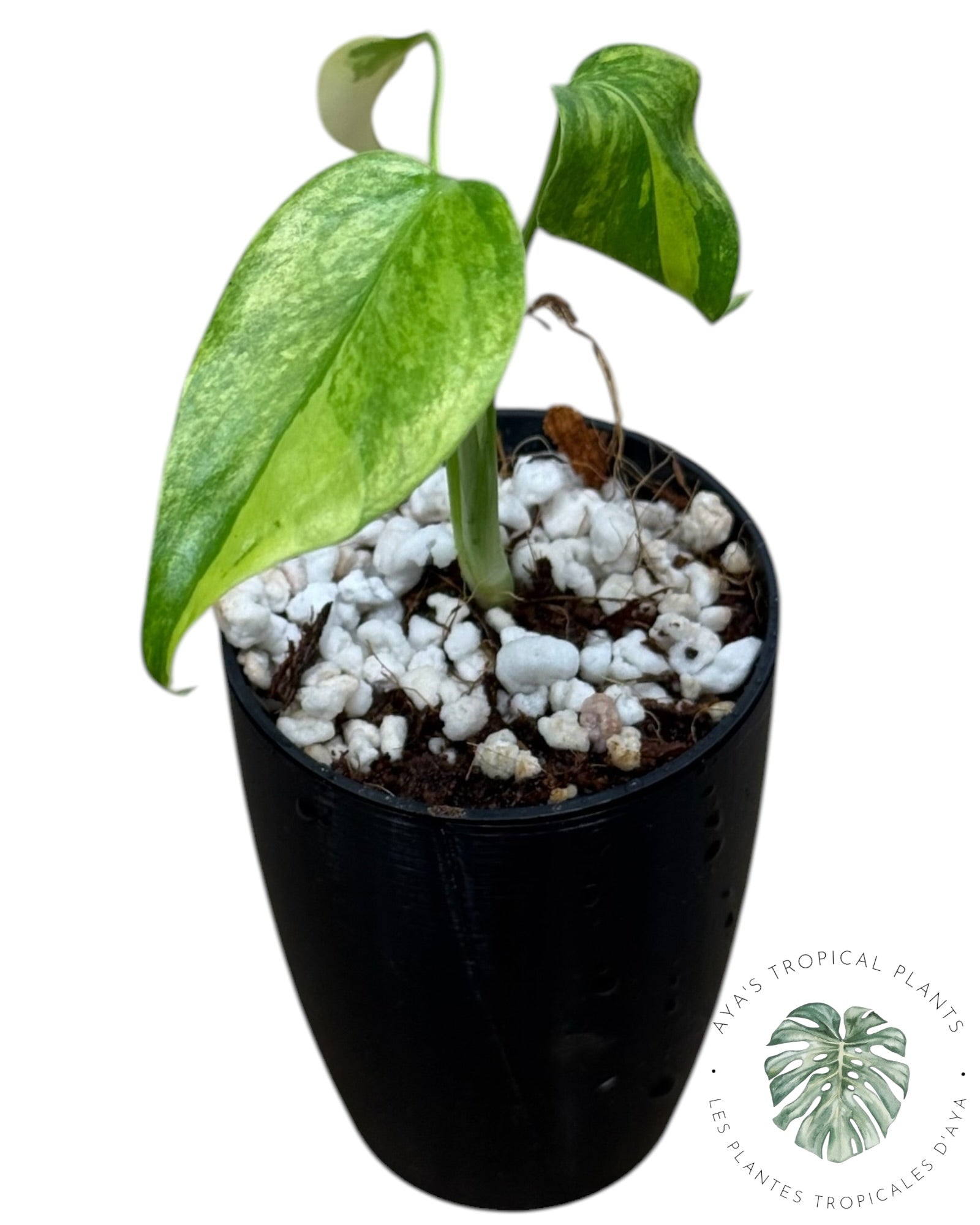 Monstera Aurea Variegated