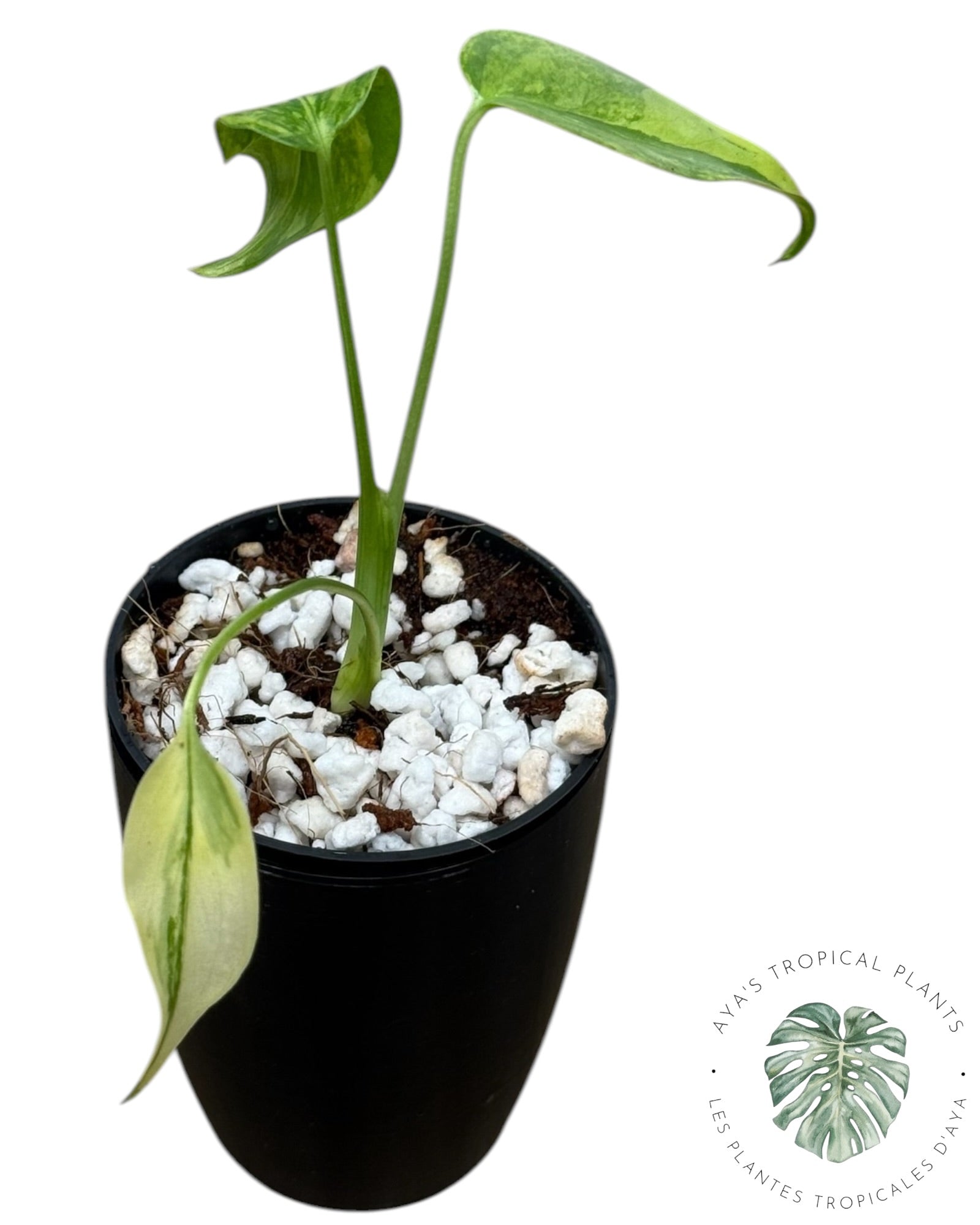 Monstera Aurea Variegated