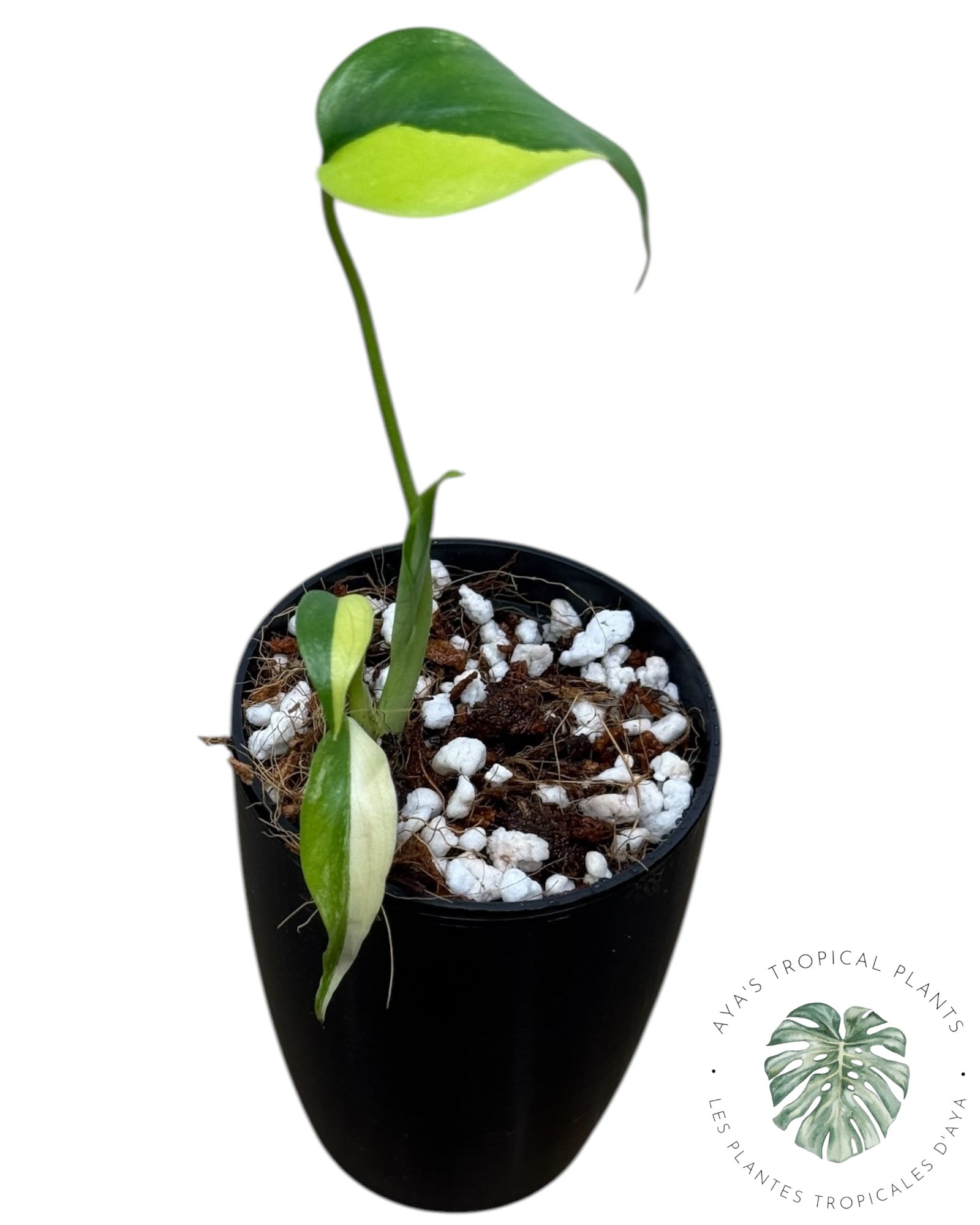 Monstera Aurea Variegated