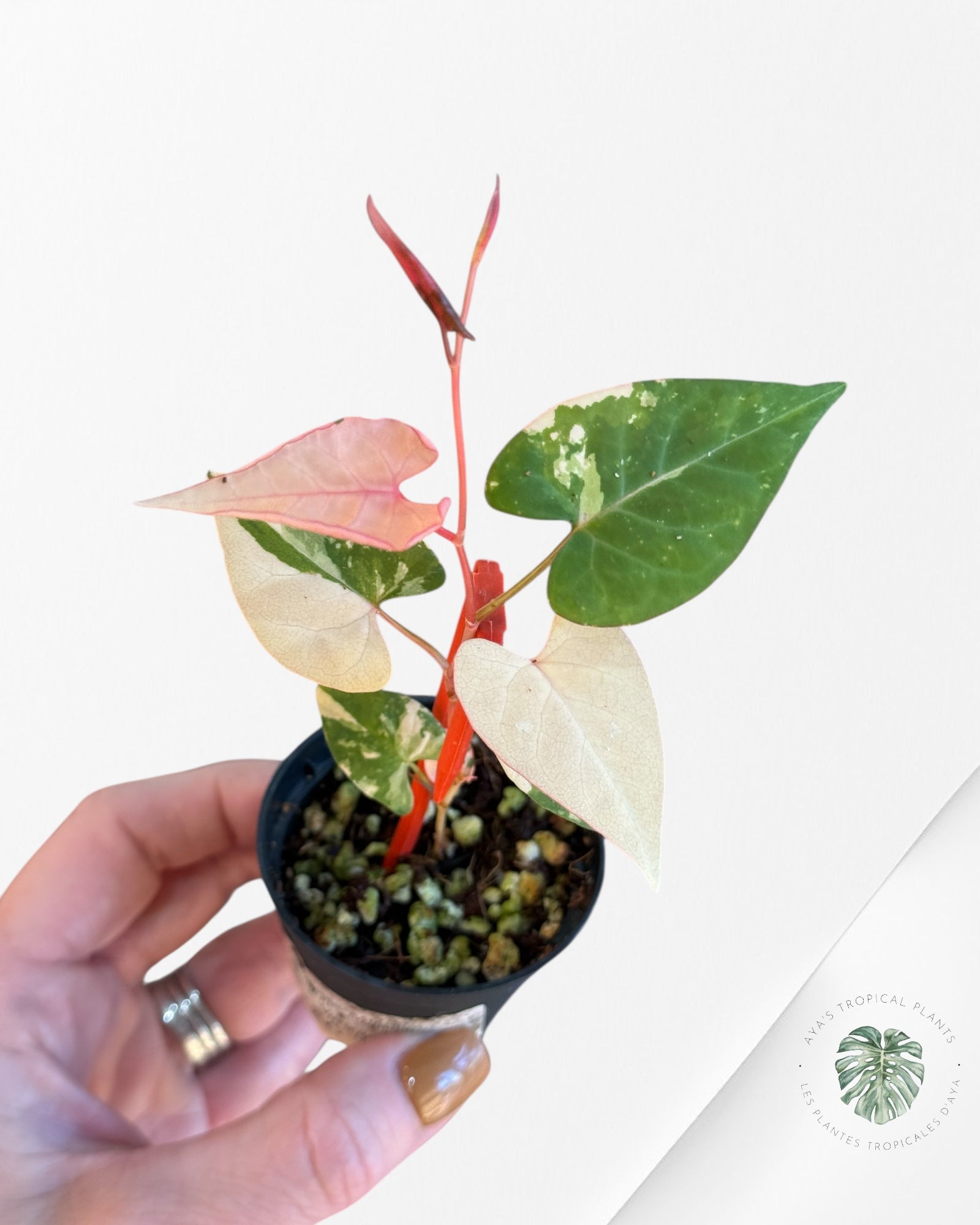 Fallopia multiflora Variegated - 80