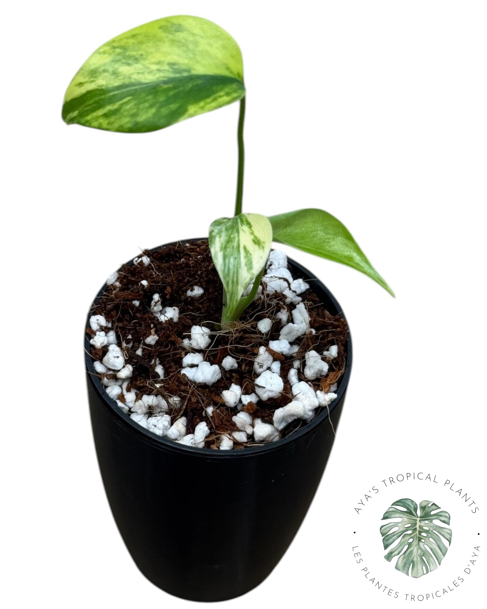 Monstera Aurea Variegated