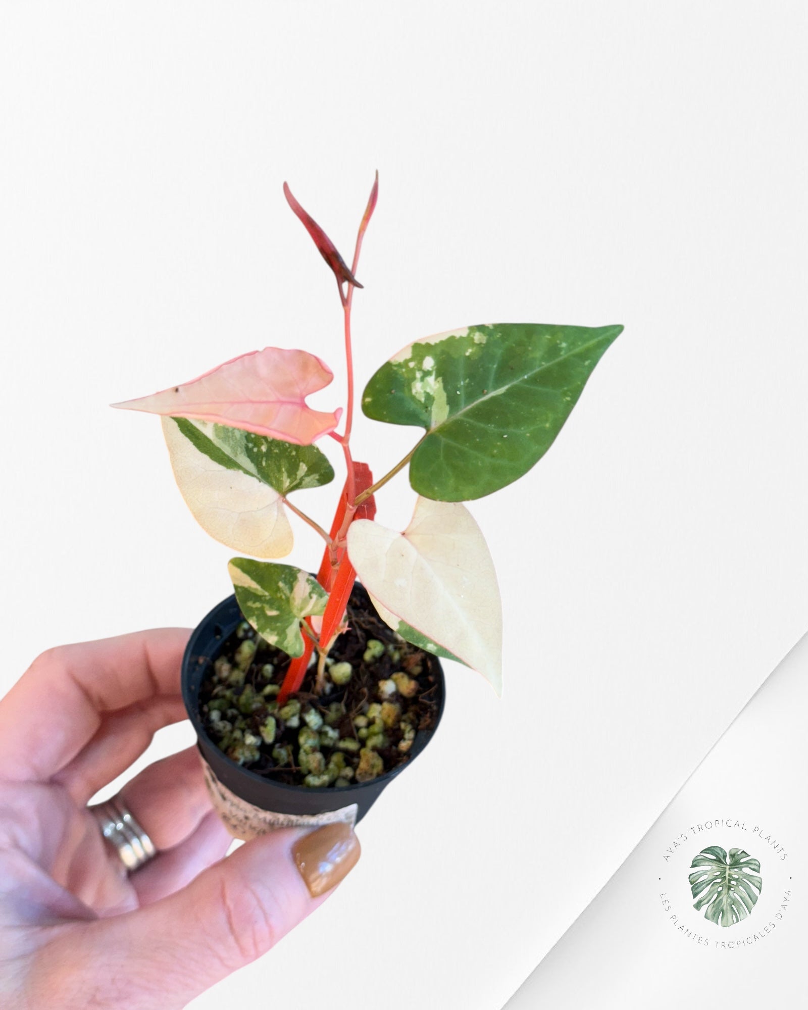 Fallopia multiflora Variegated - 80