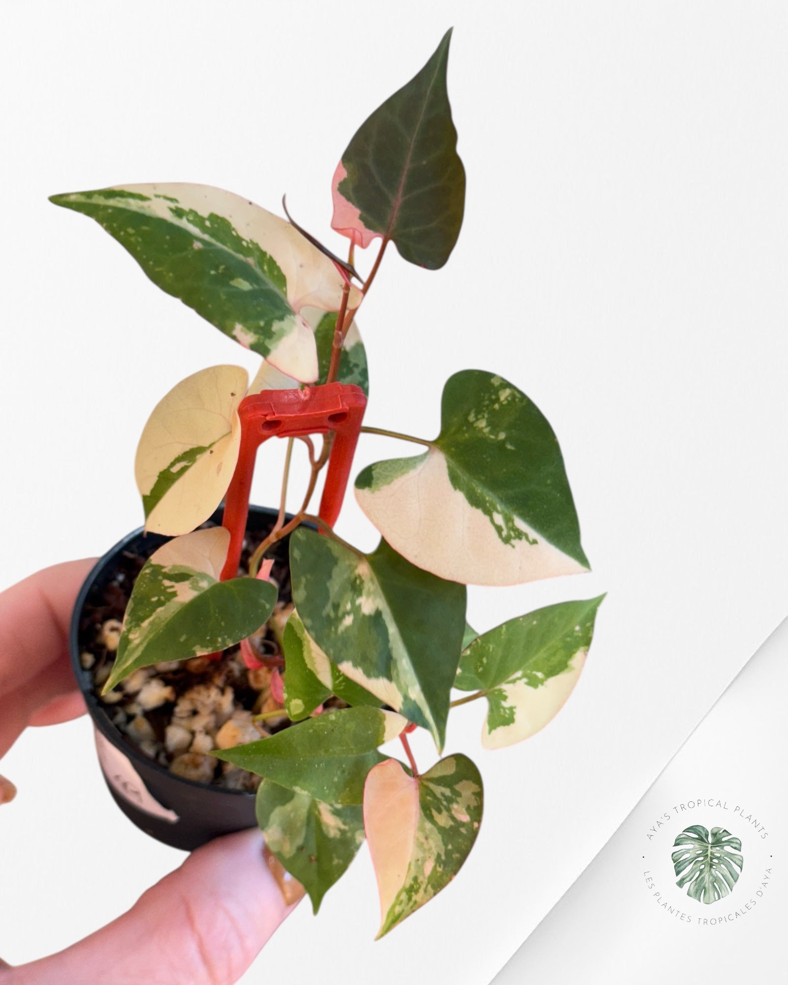 Fallopia multiflora Variegated - 70