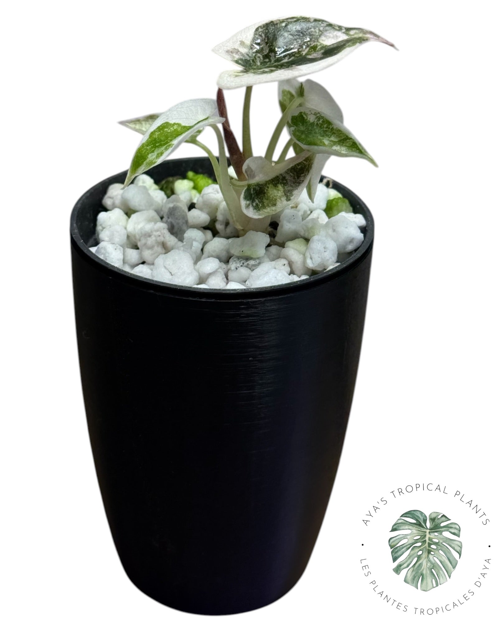 Alocasia Cuprea Pink Albo Variegated