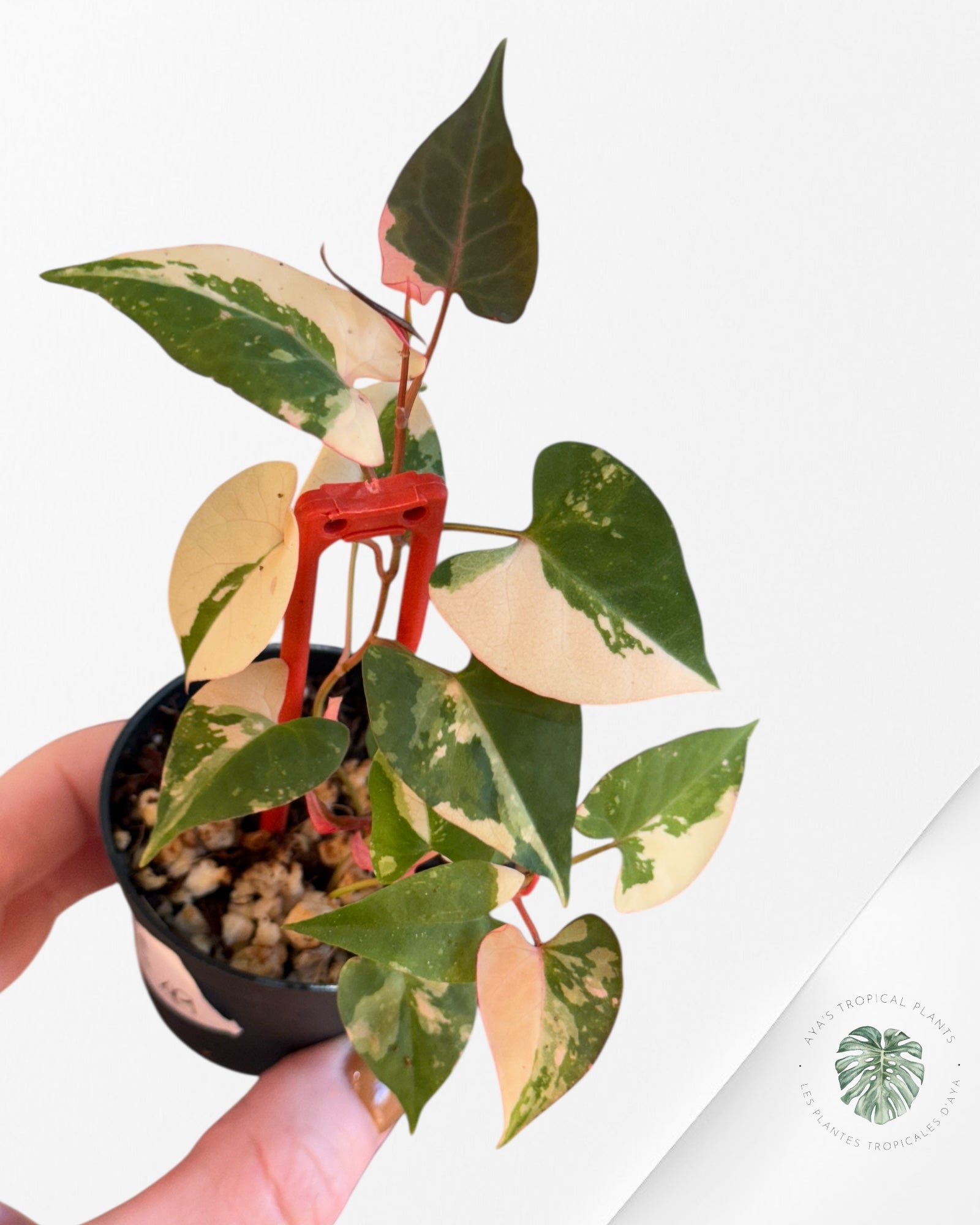 Fallopia multiflora Variegated - 70