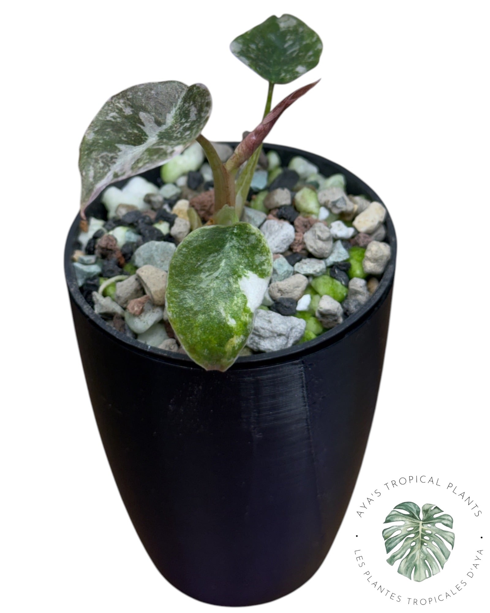 Alocasia Cuprea Pink Albo Variegated