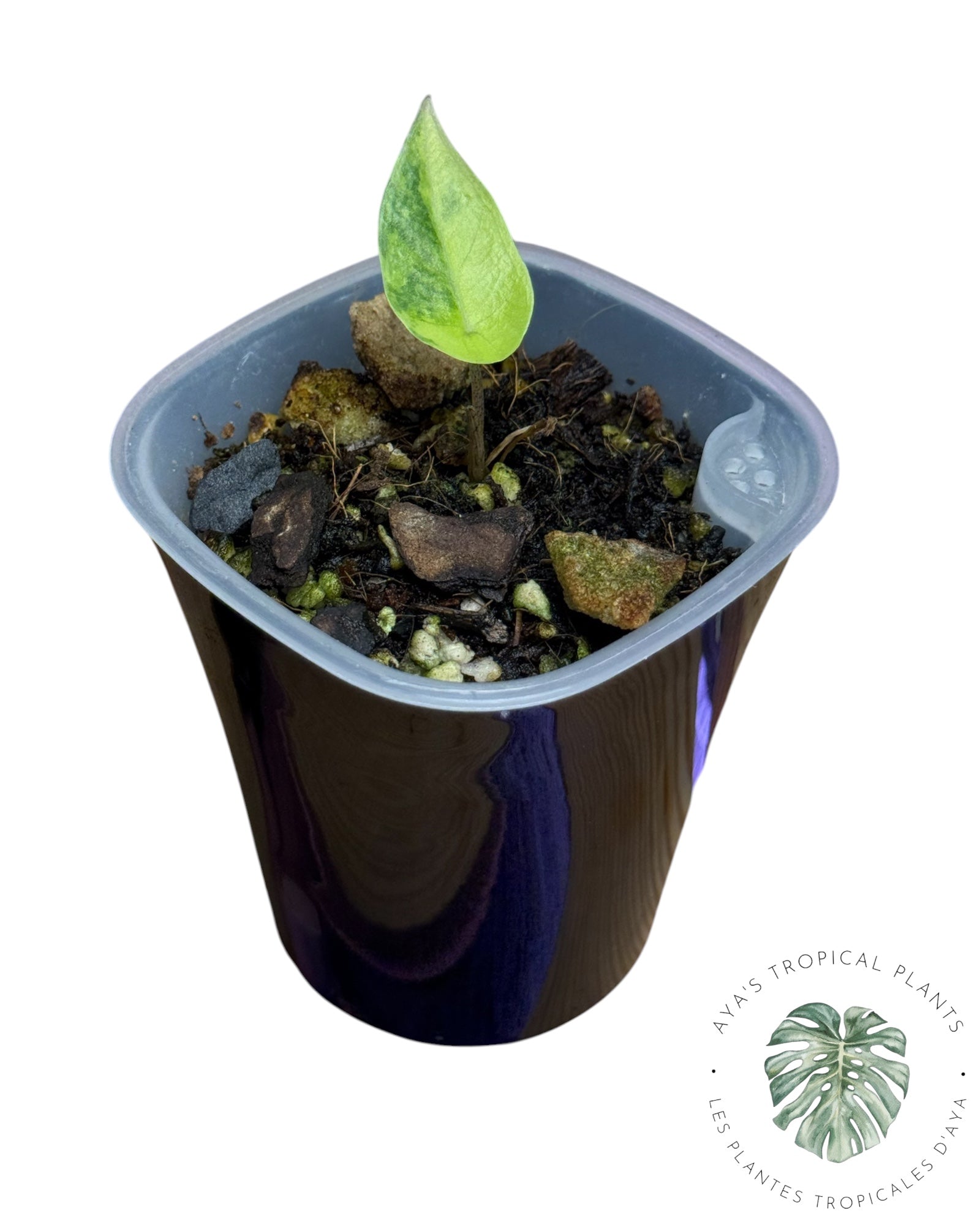 Alocasia Heterophylla Metallic Blue Panaché