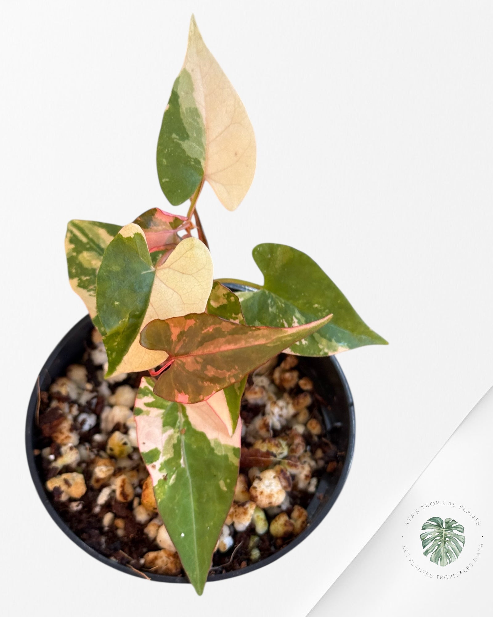 Fallopia multiflora Variegated - 60