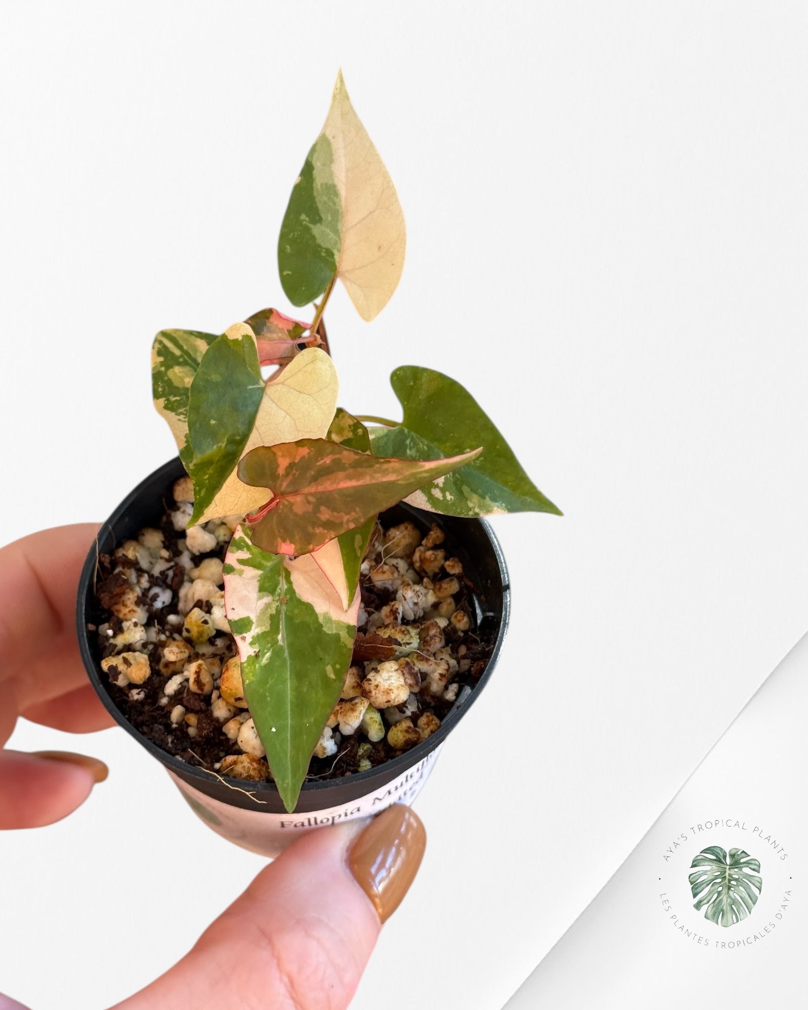 Fallopia multiflora Variegated - 60