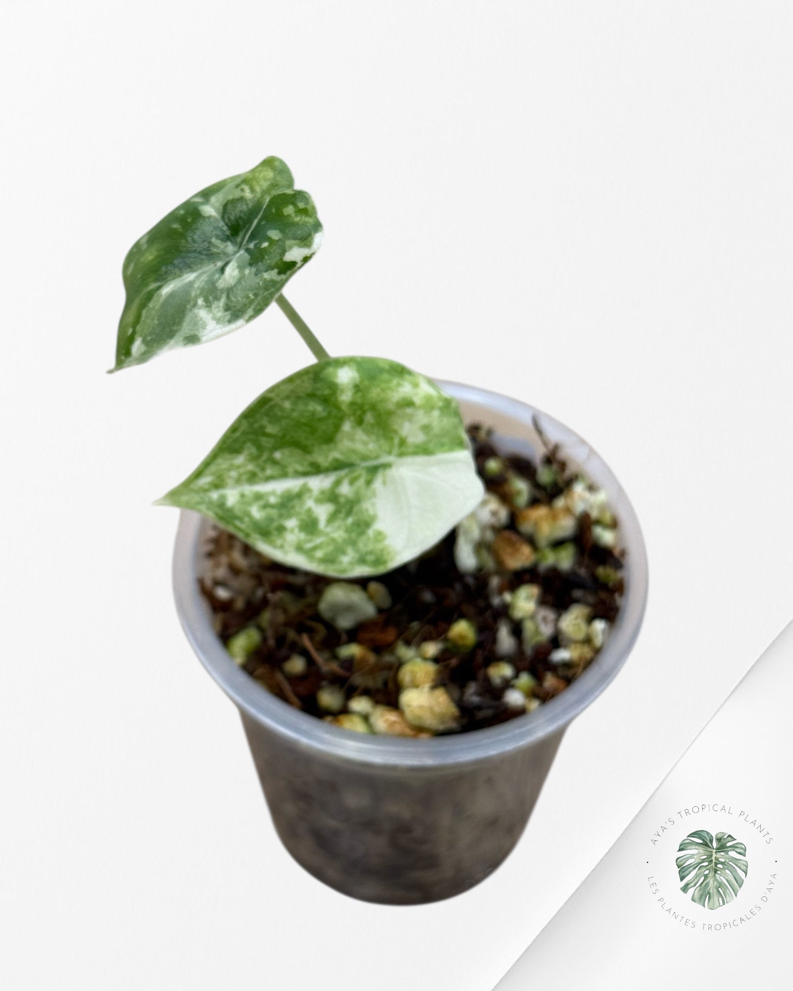Alocasia Melo Variegated (Albo) - 612