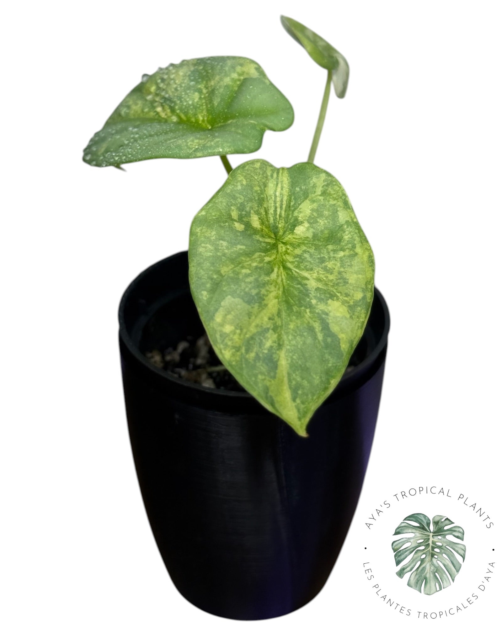 Alocasia Silver Dragon Aurea Variegated