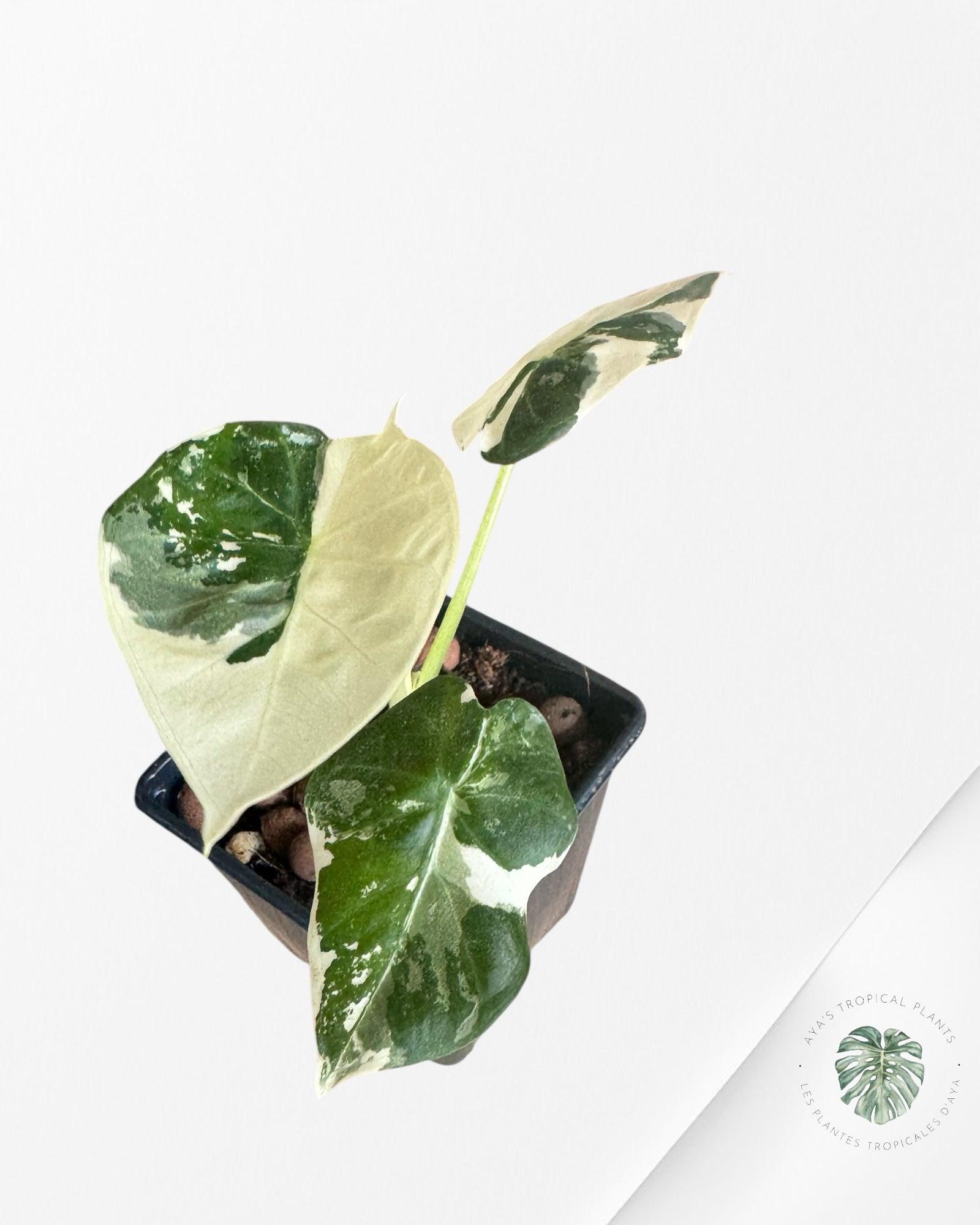 Alocasia 'Regale Shield' (albo) Variegated
