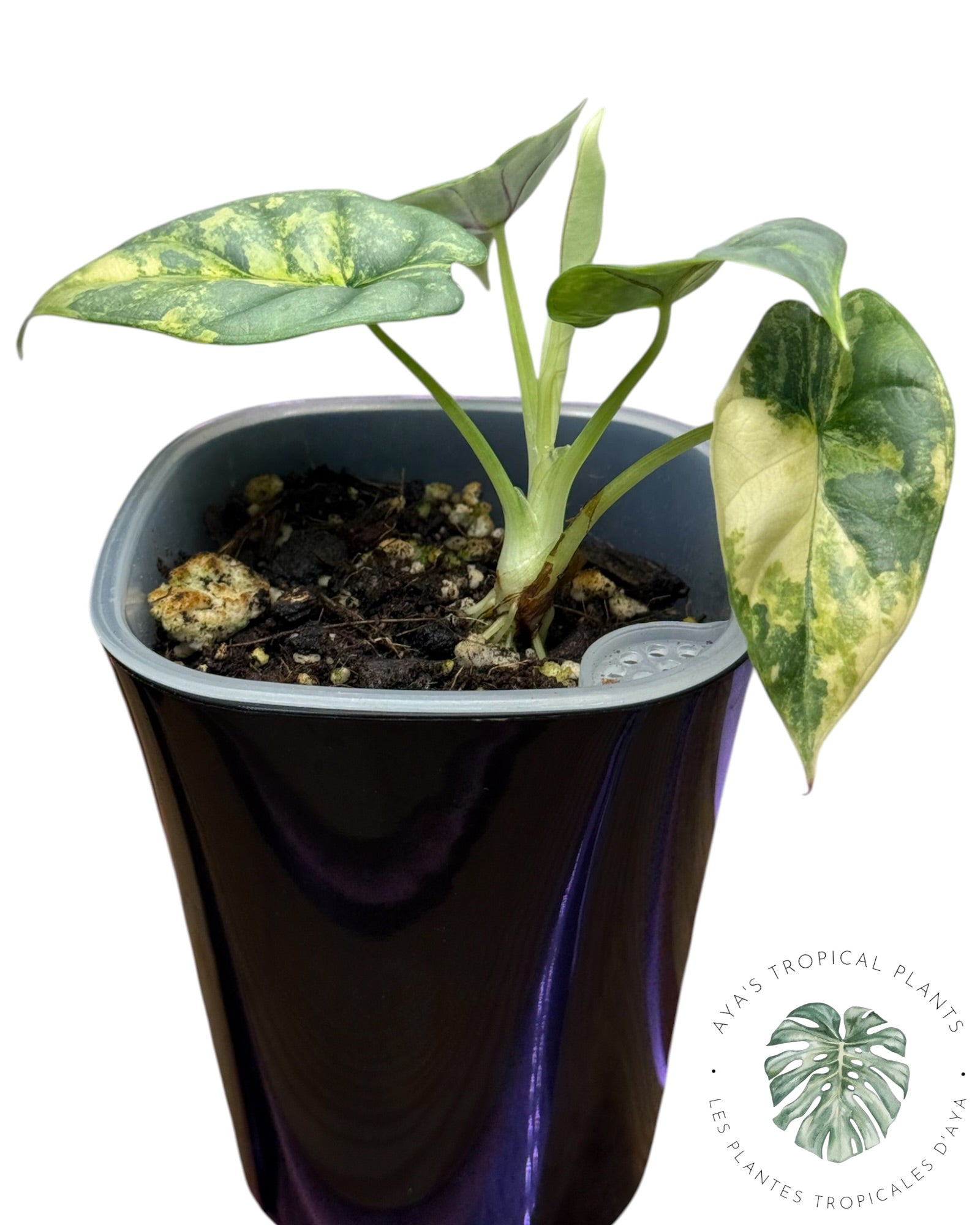 Alocasia Silver Dragon Aurea Variegated