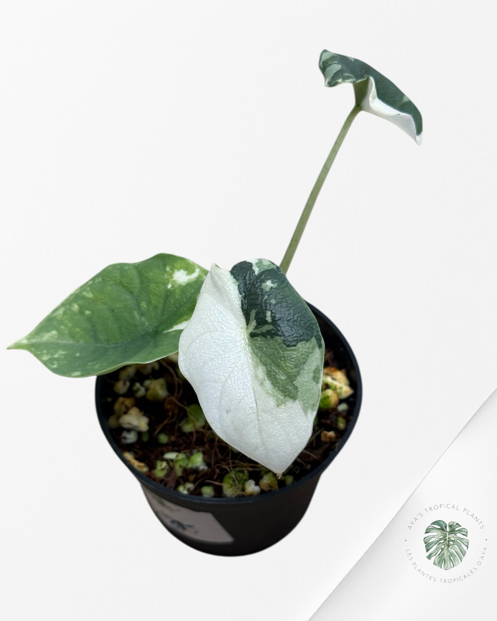 Alocasia Melo Variegated (Albo) - TC02